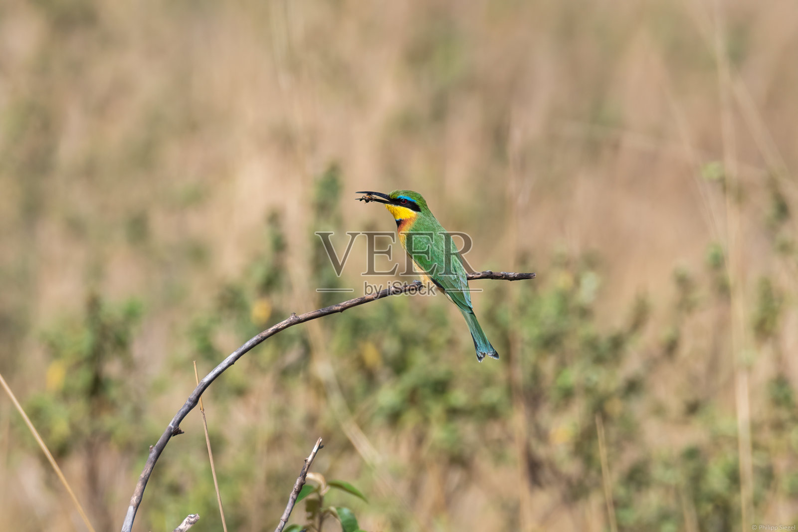 探索肯尼亚野生动物园的野性之美，雄伟的非洲动物在它们的自然栖息地自由漫步。照片摄影图片