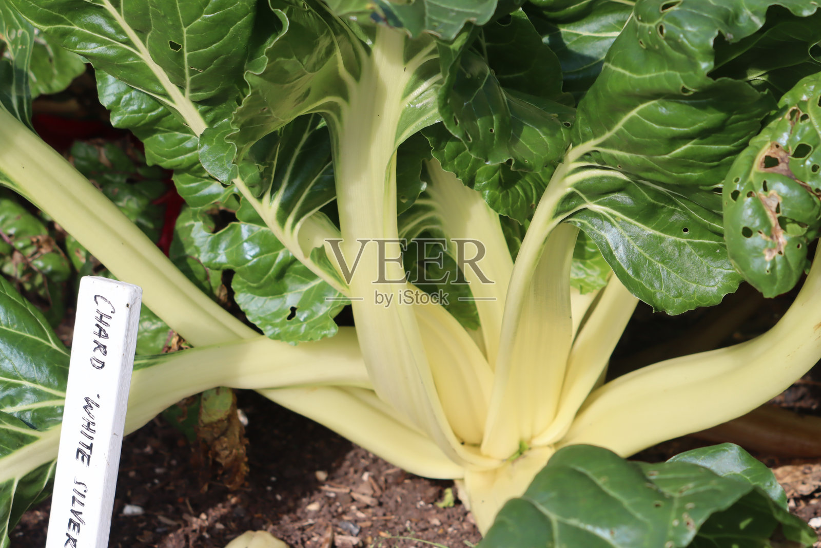 蔬菜花园照片摄影图片