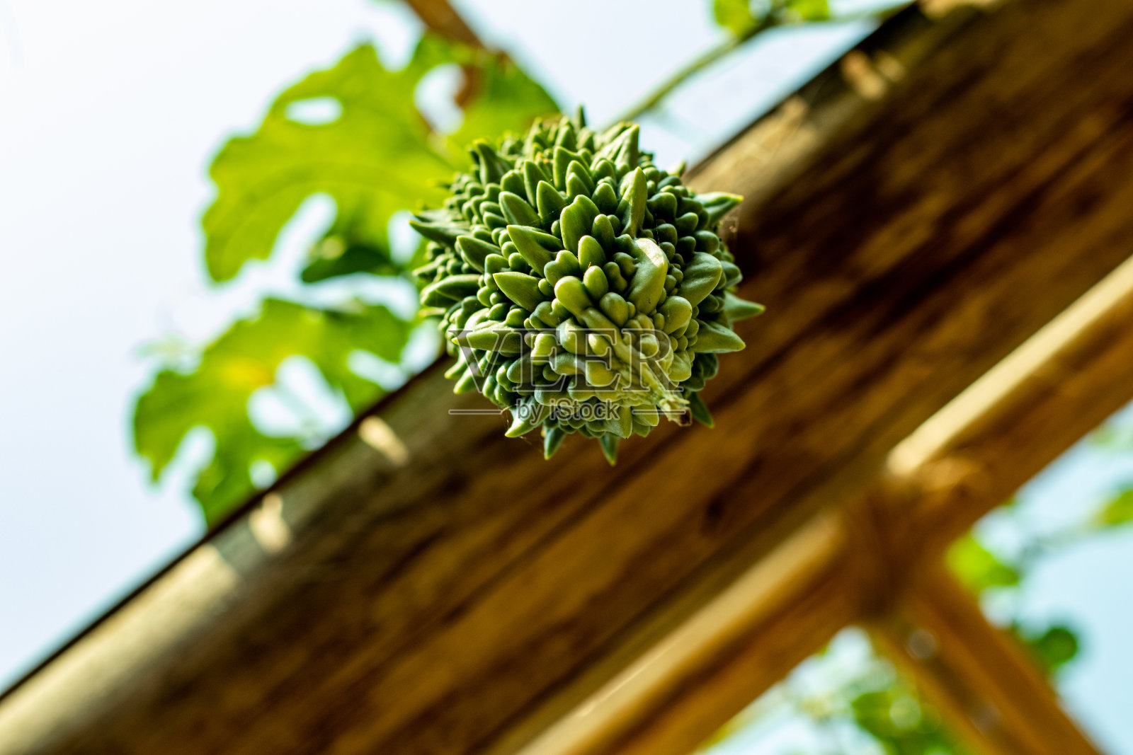 苦瓜以其强烈的苦味而闻名，也是一种营养丰富的食物照片摄影图片