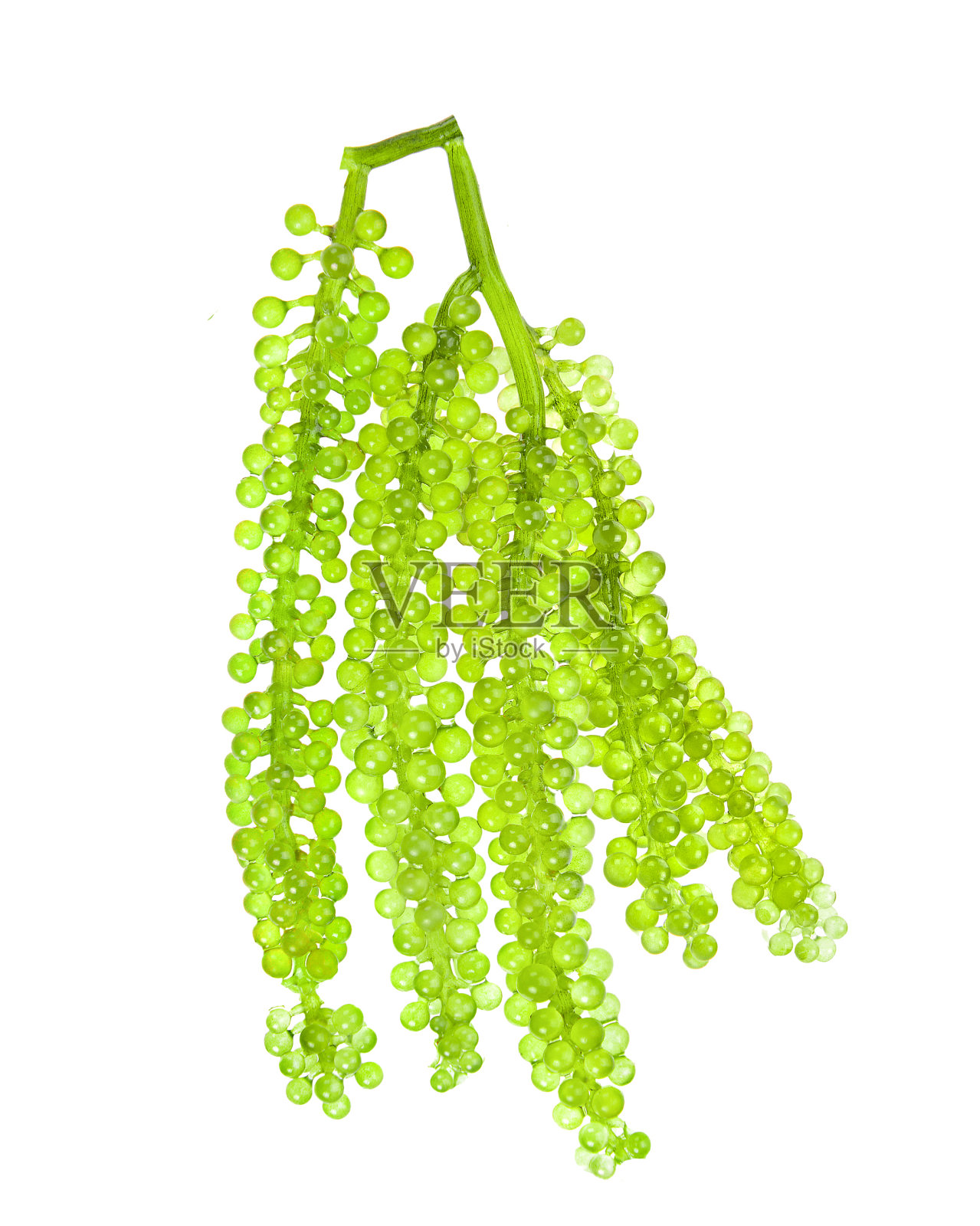 海葡萄(绿色鱼子酱)海藻在白色的背景照片摄影图片