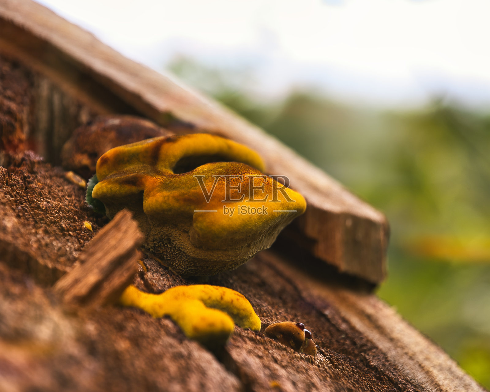 图林根森林里的浆果和蘑菇照片摄影图片
