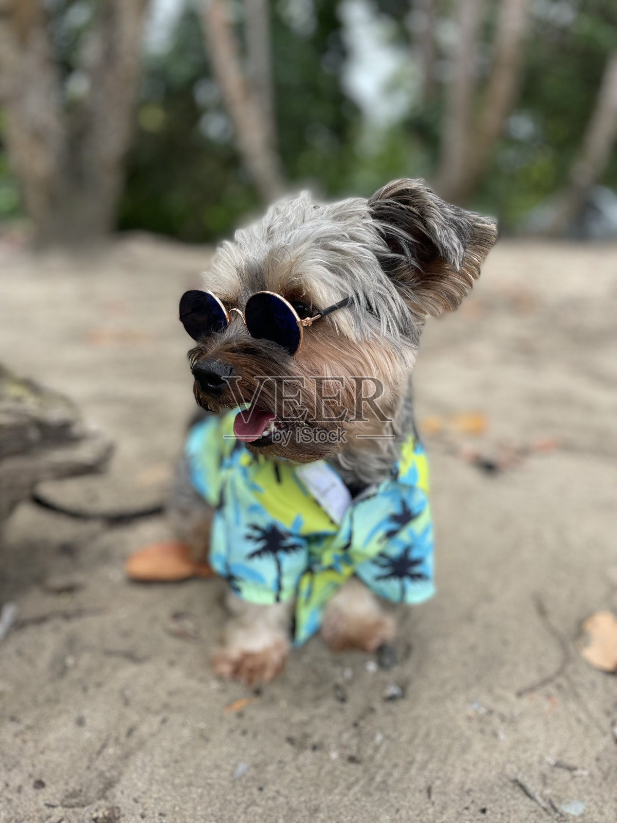 狗照片摄影图片