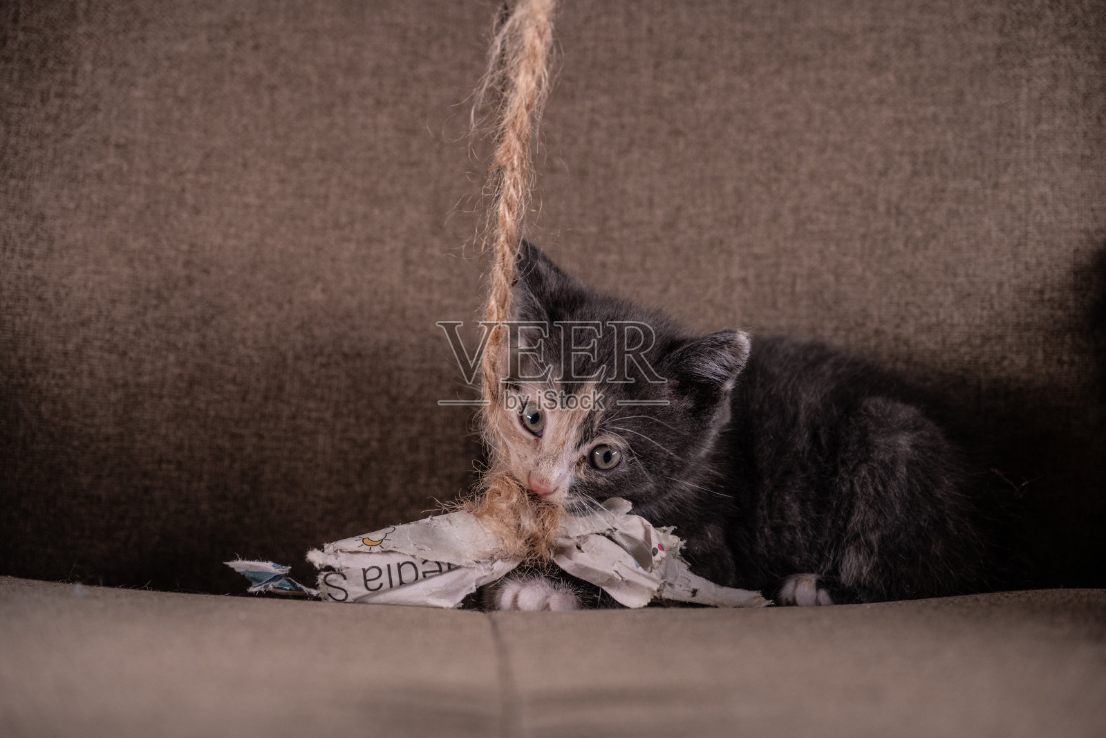 可爱的小猫在绳子上玩纸。照片摄影图片