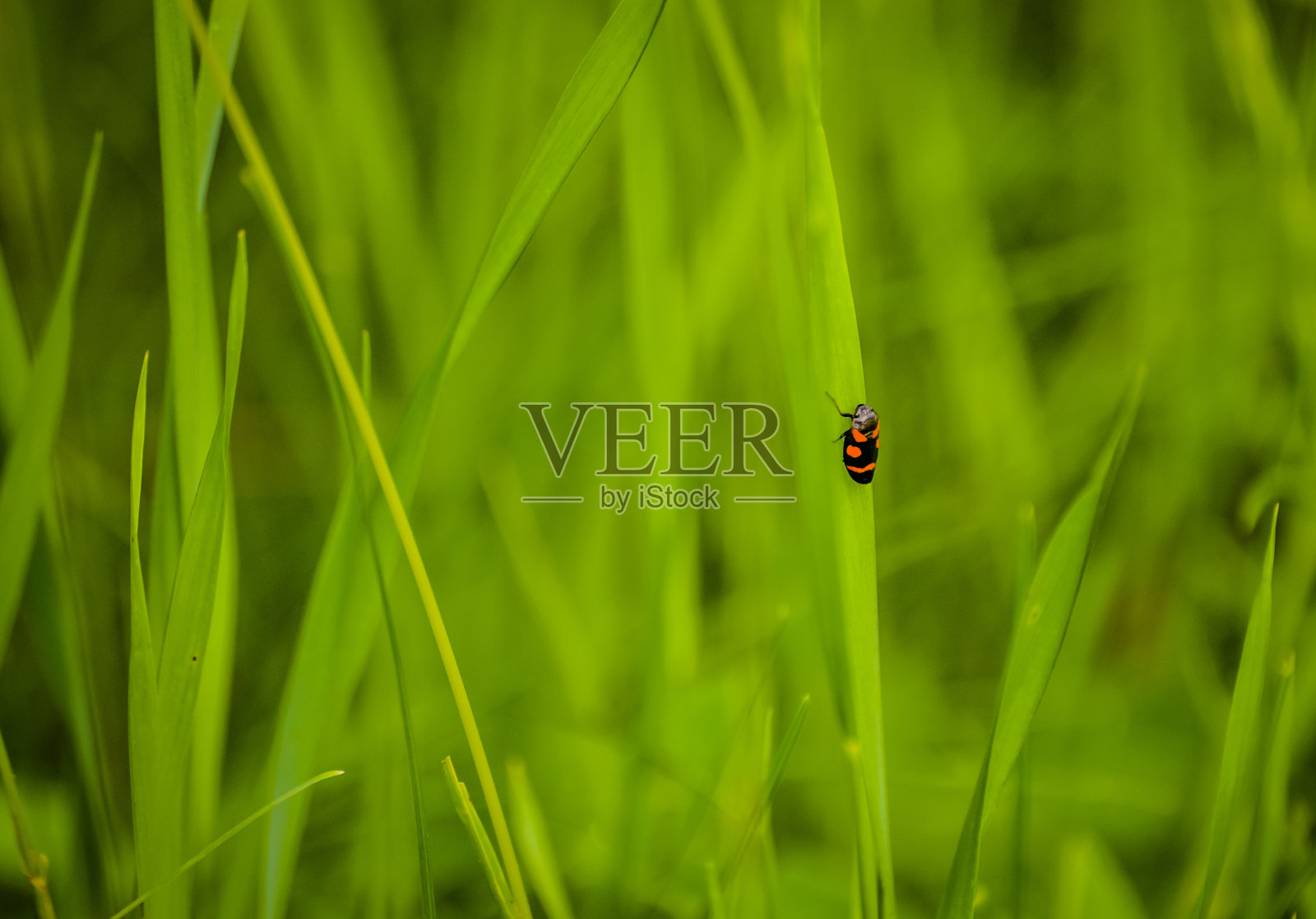 瓢虫的自然环境照片摄影图片