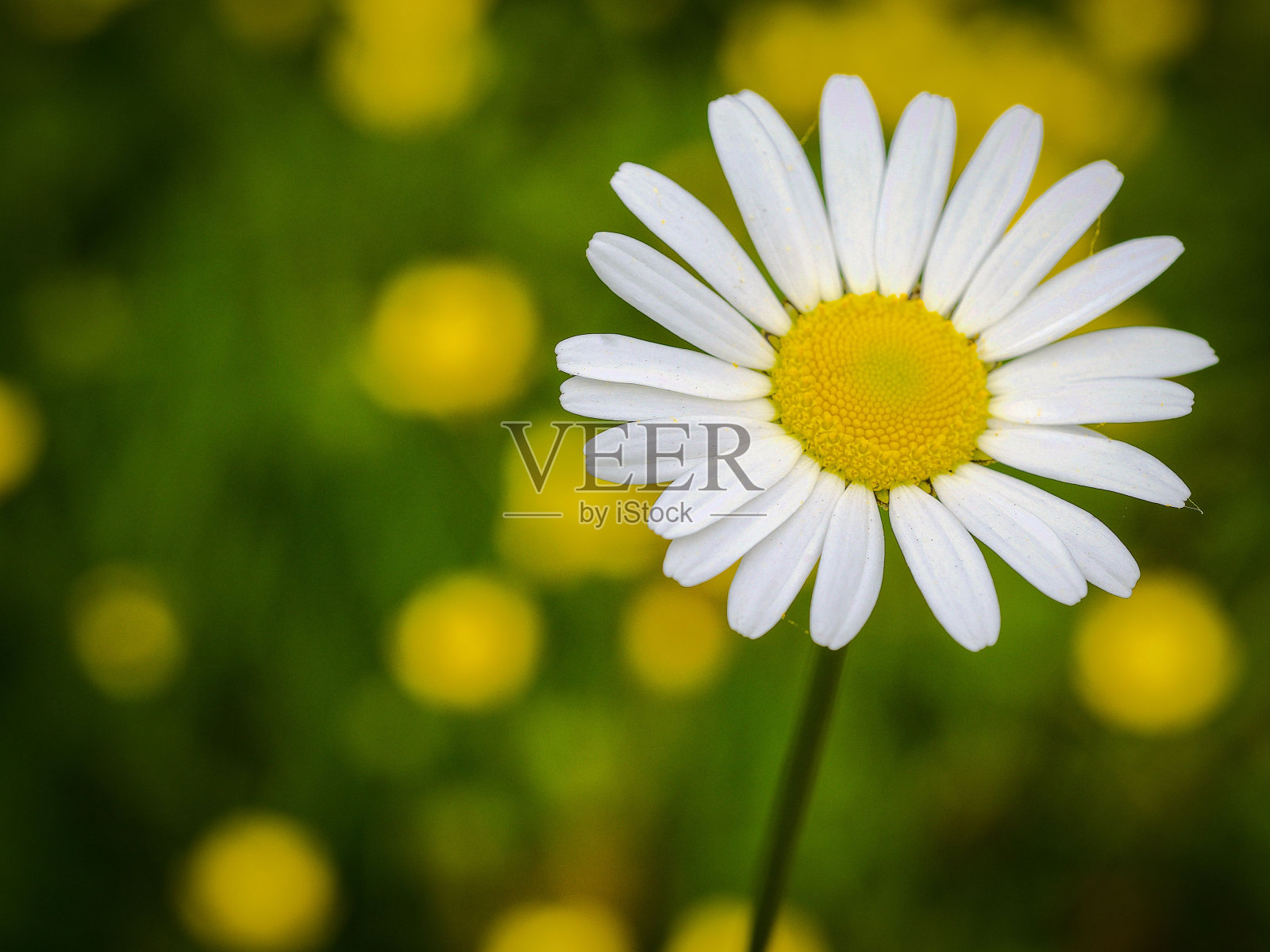 单朵白色洋甘菊花在充满活力的黄绿背景下显得格外显眼照片摄影图片