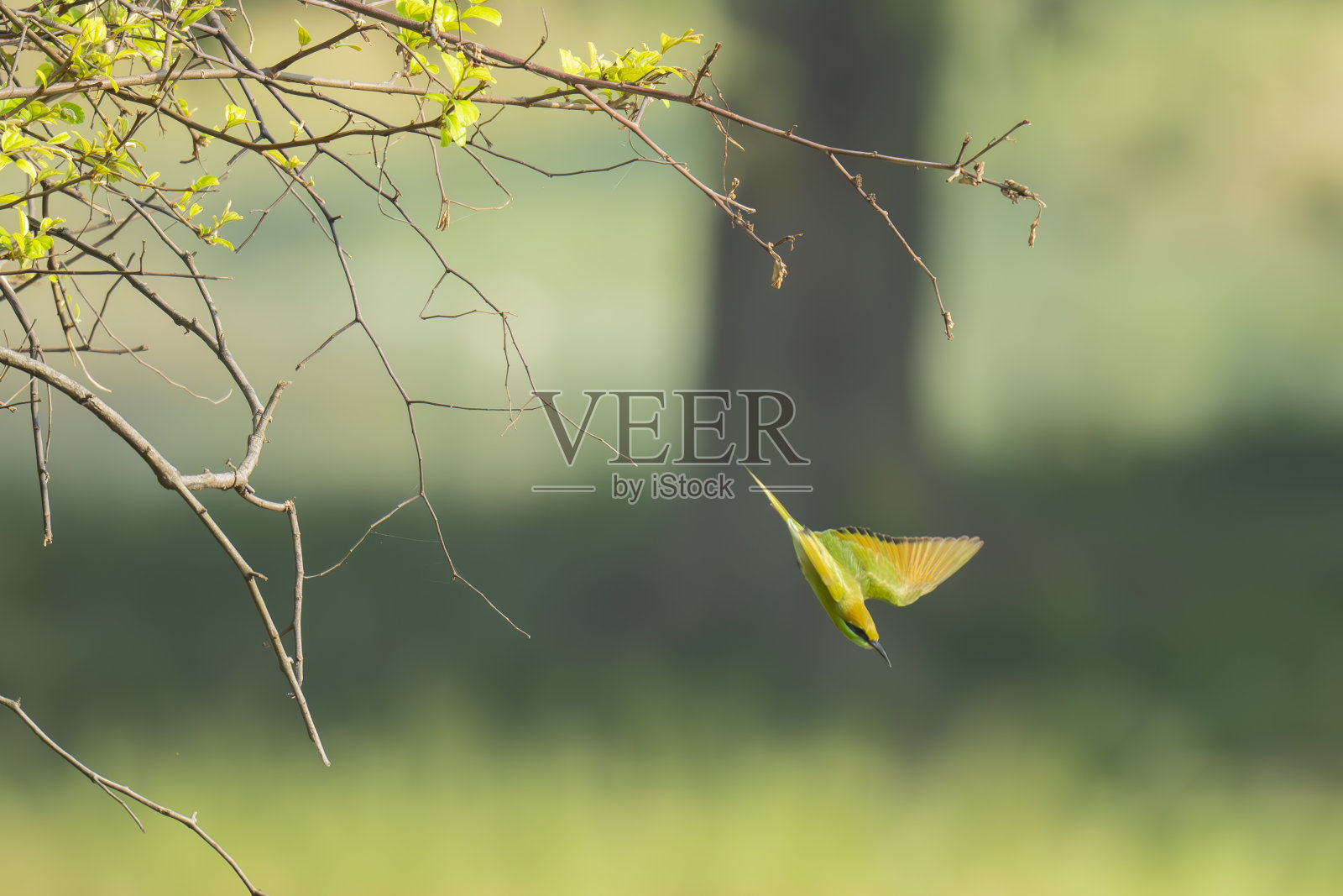 绿色的食蜂者从树上俯冲下来捕捉猎物照片摄影图片