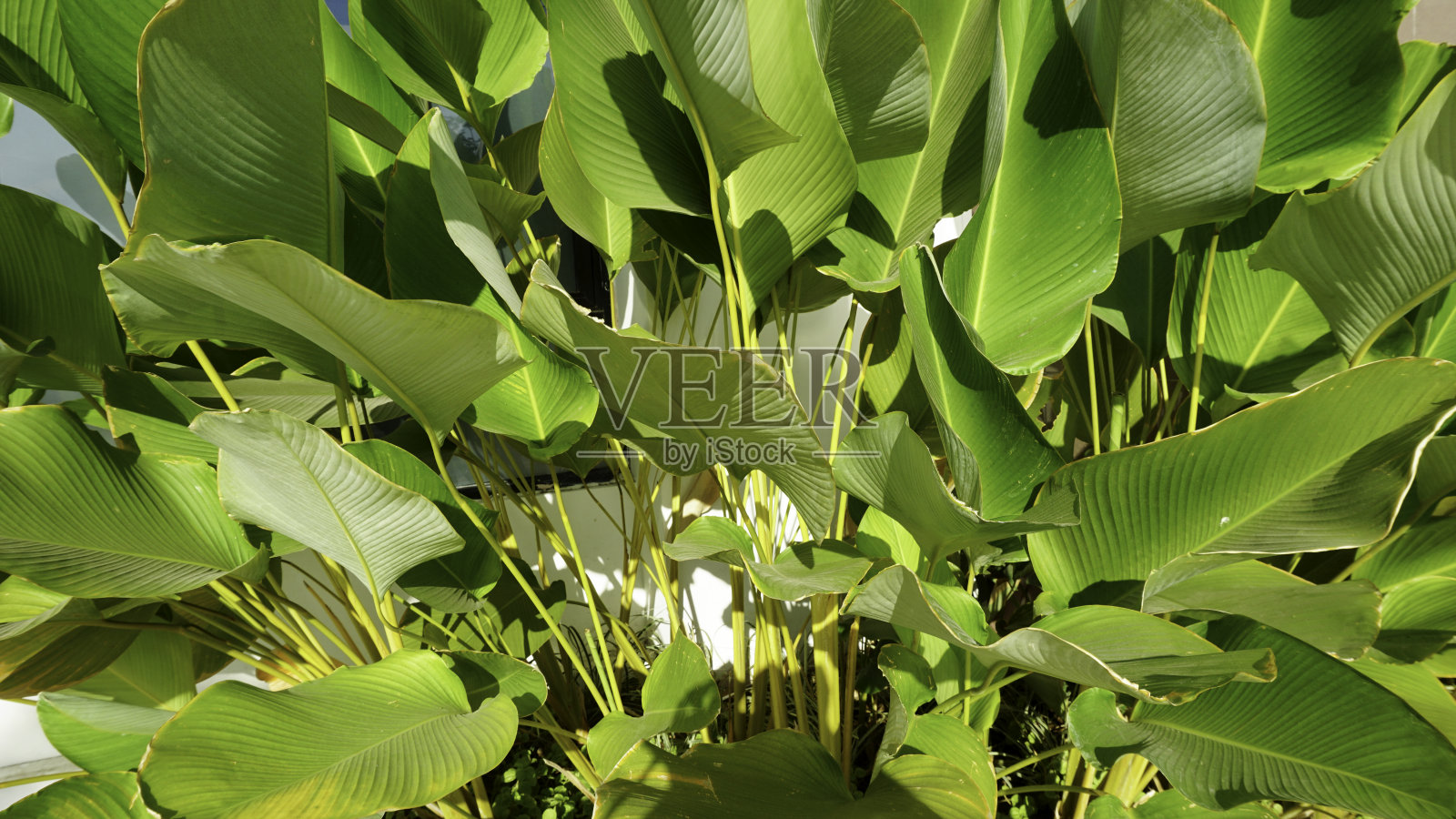 灌木植物，树篱的黄绿色叶子。照片摄影图片