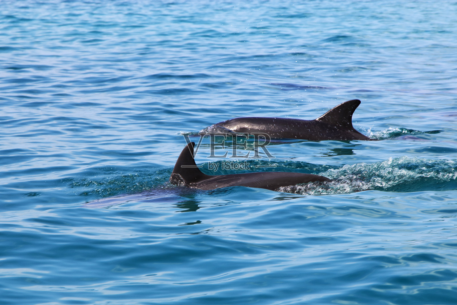 也门索科特拉岛舒阿布海湾的海豚照片摄影图片