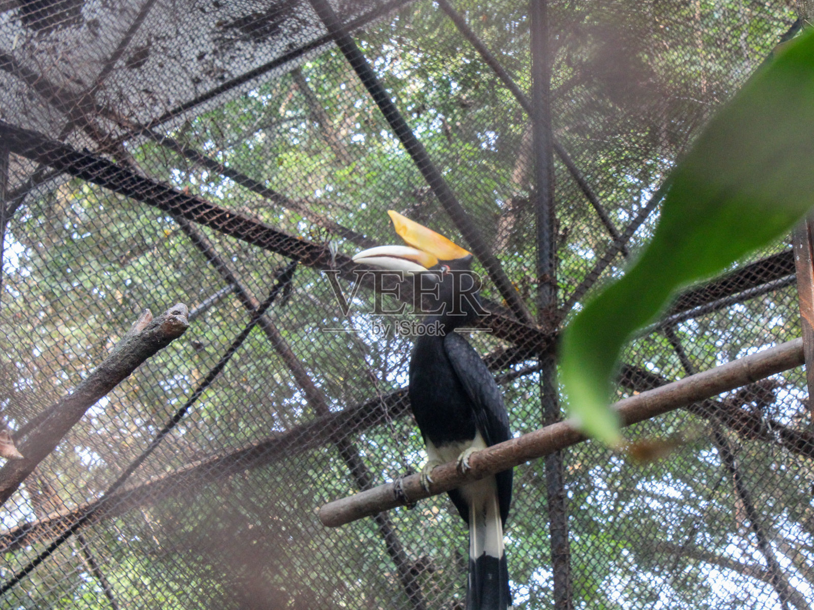 buceros犀牛照片摄影图片