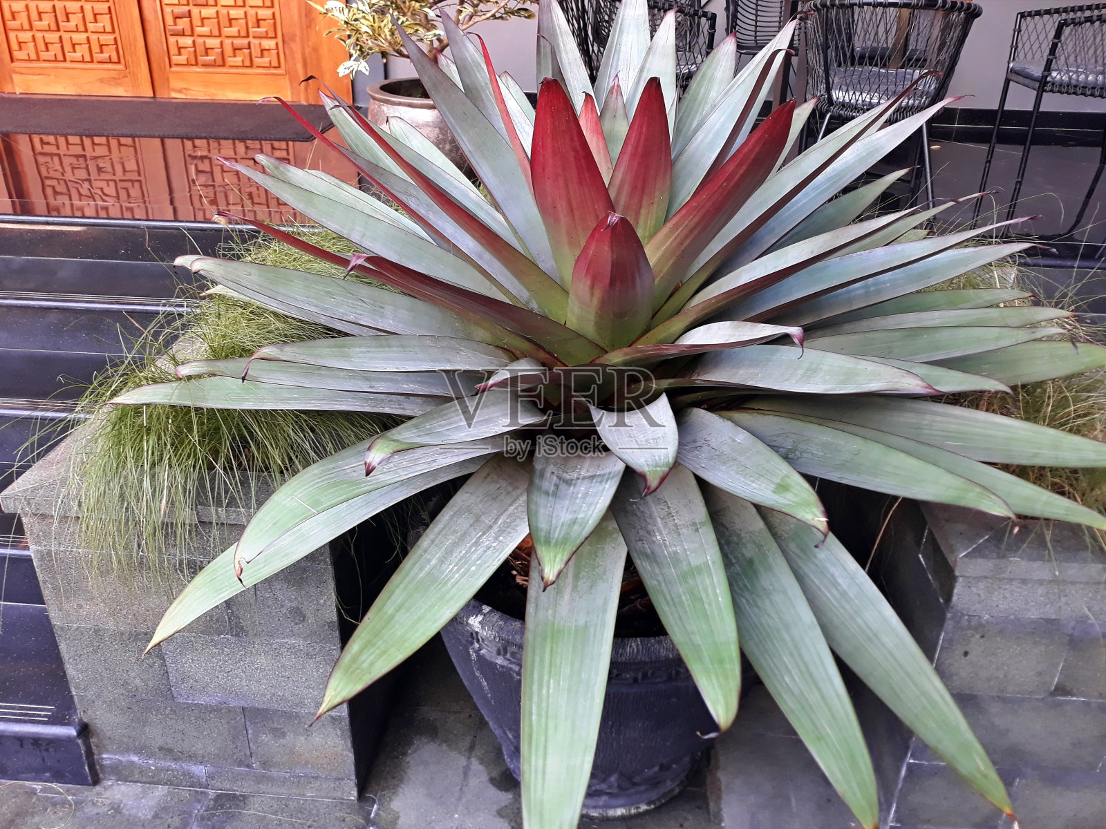 选择性聚焦长绿叶观赏植物凤梨花或凤梨花照片摄影图片