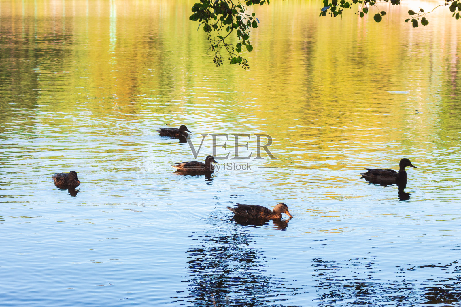 鸭子在河上成群结队。池塘里游泳的鸟。秋天湖上的绿头鸭。游泳野禽。自然界中的野鸟。湖中倒影的美丽鸭子。照片摄影图片