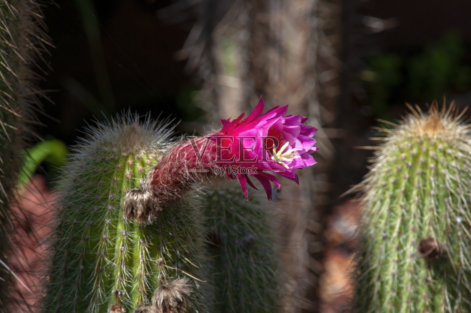 有紫色花和长刺的火炬仙人掌照片摄影图片