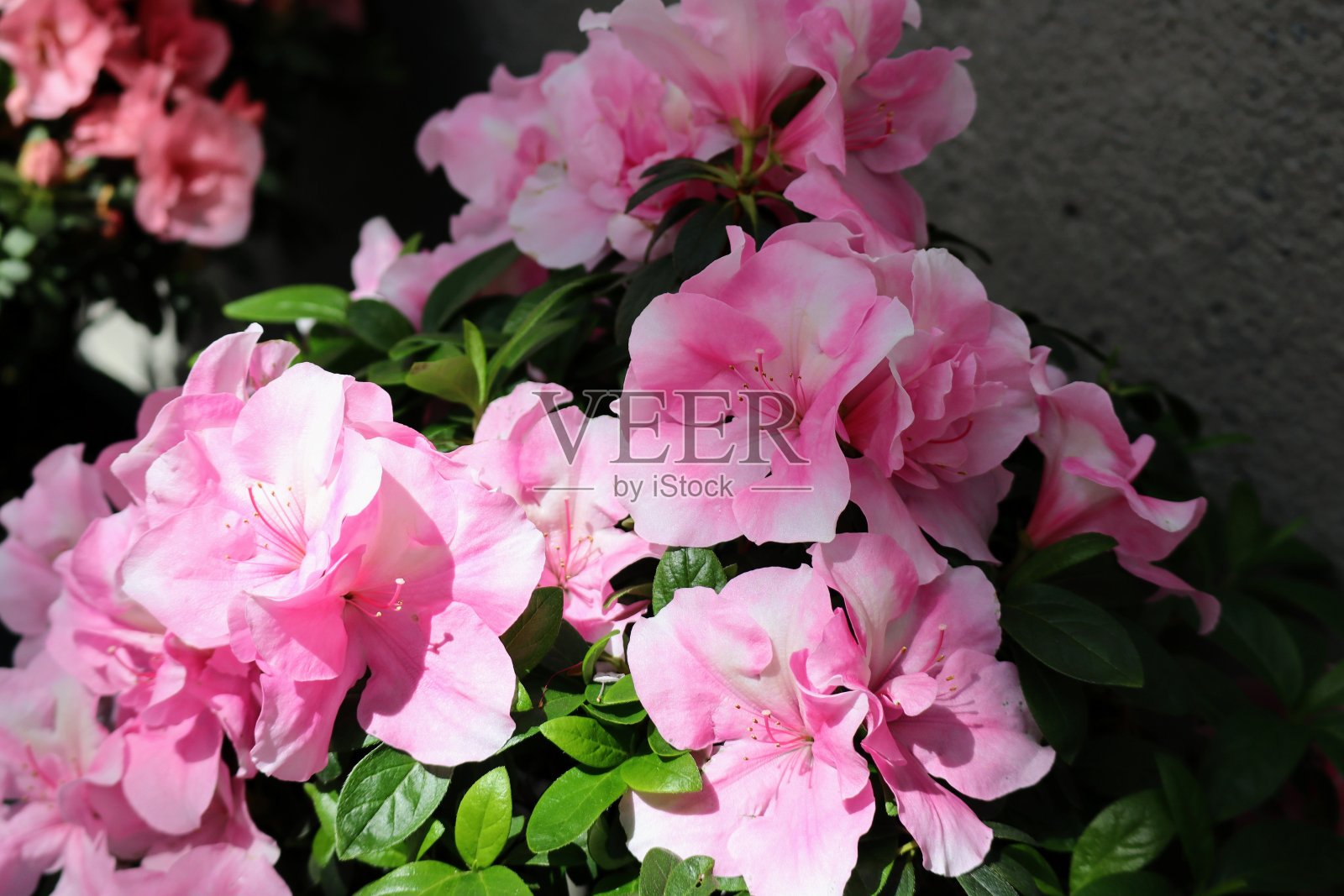 美丽的杜鹃花特写照片摄影图片