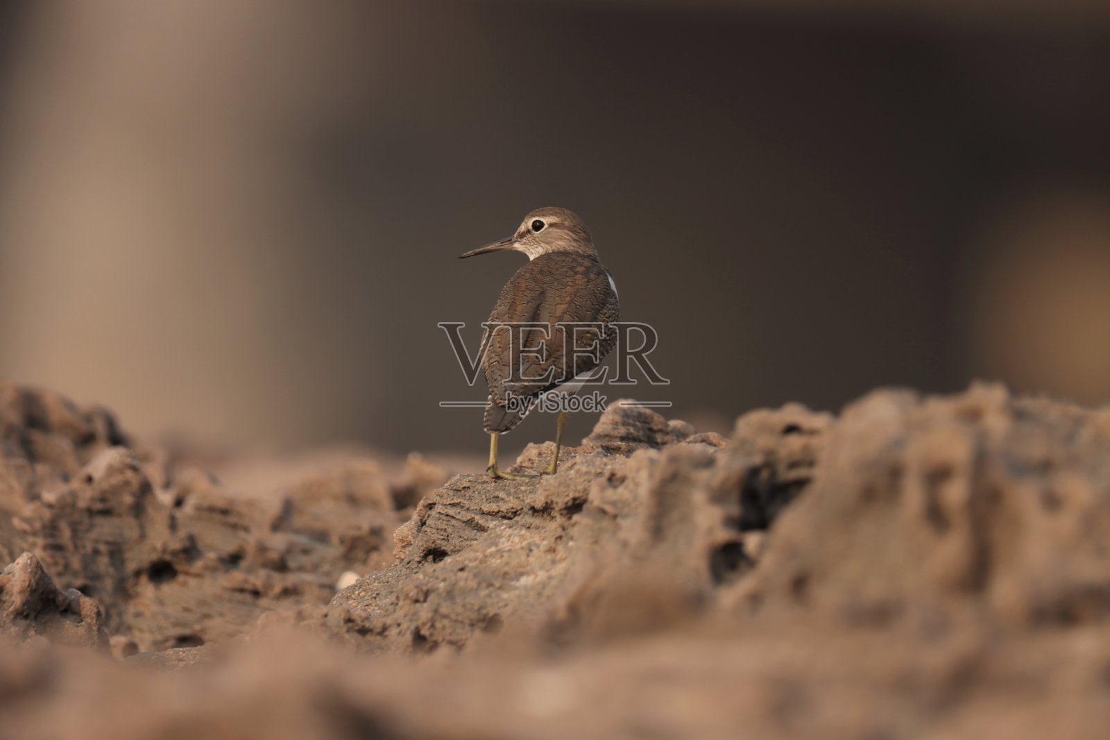 鸟站在岩石上。Actitis hypoleucos。常见的鹬。动物的背景。照片摄影图片