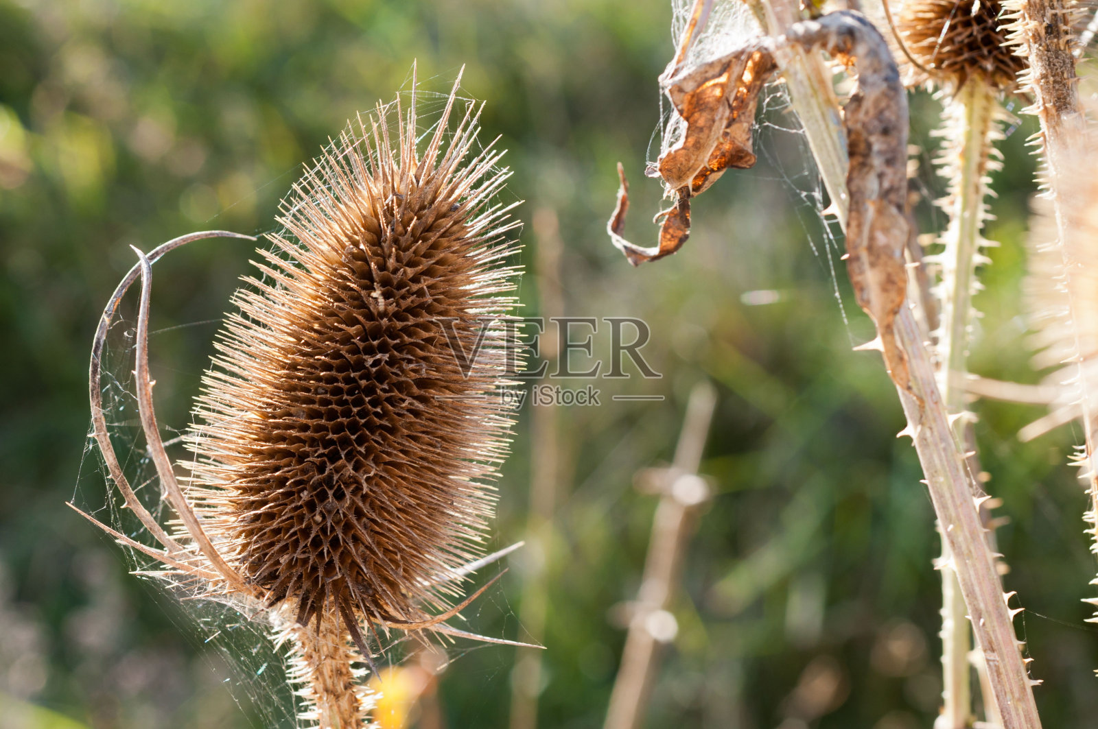 编织蓟(Dipsacus sativus)的豆荚，背景是茂密的树叶照片摄影图片