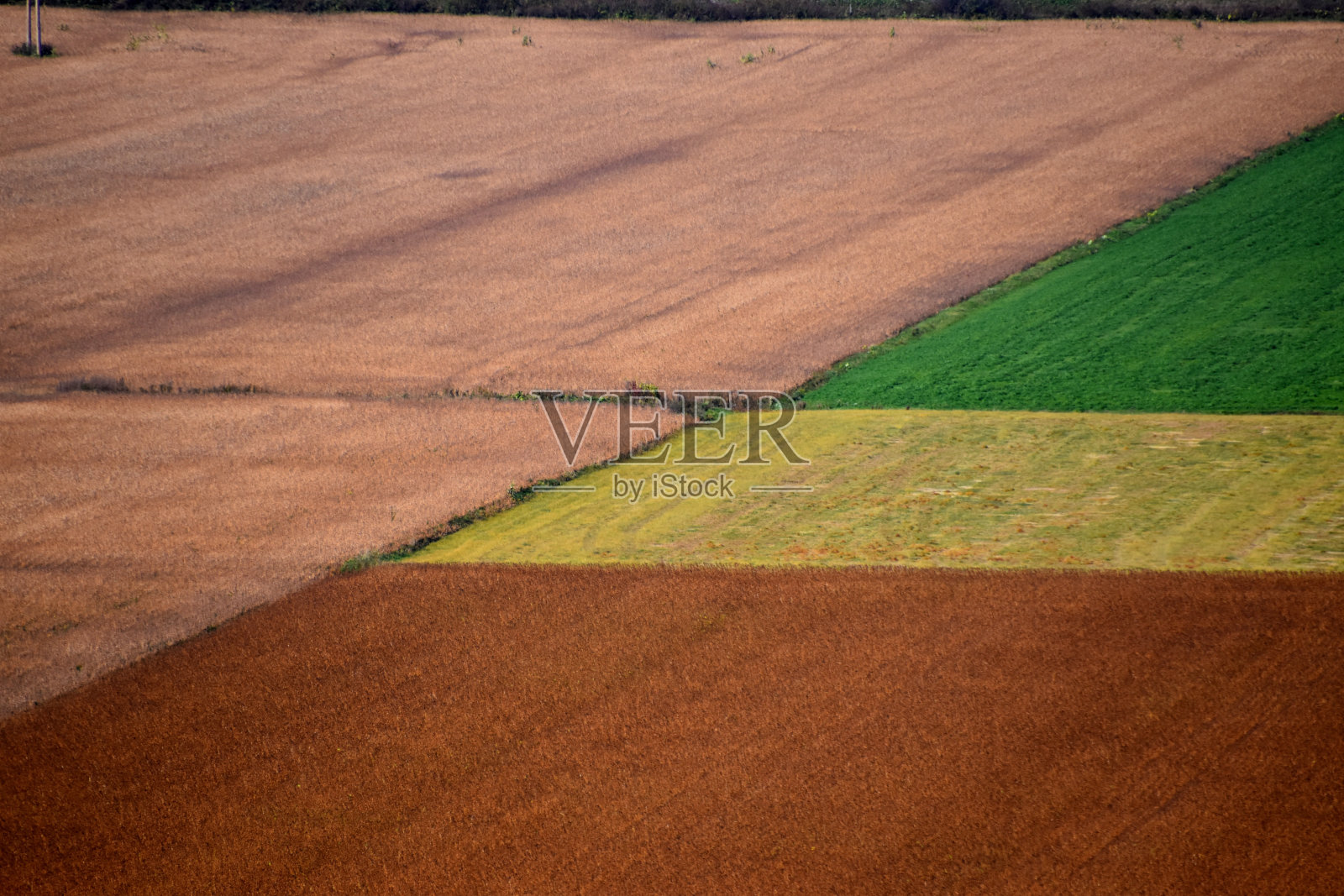 Des冠军照片摄影图片