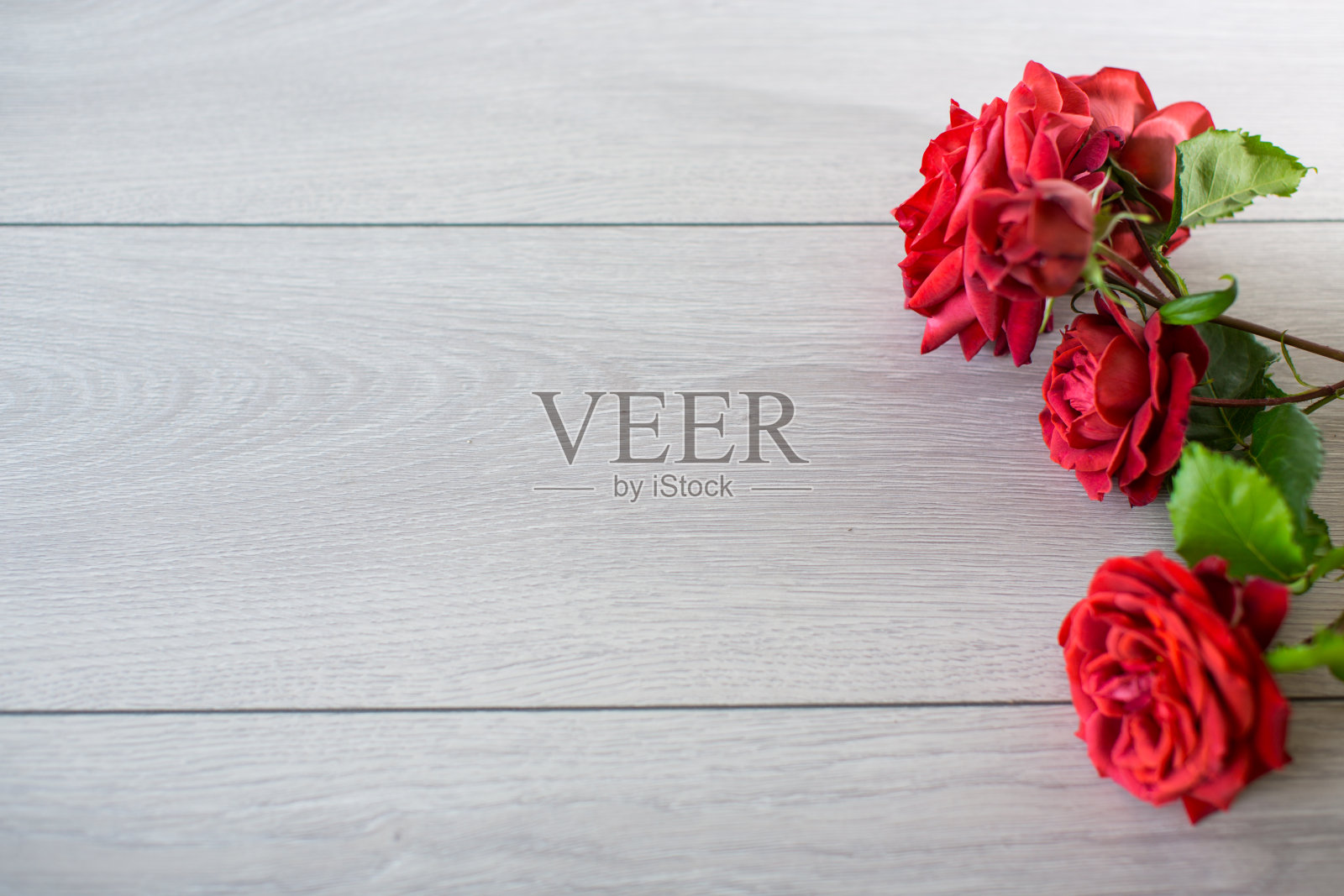 粉色、红色玫瑰花卉背景照片摄影图片