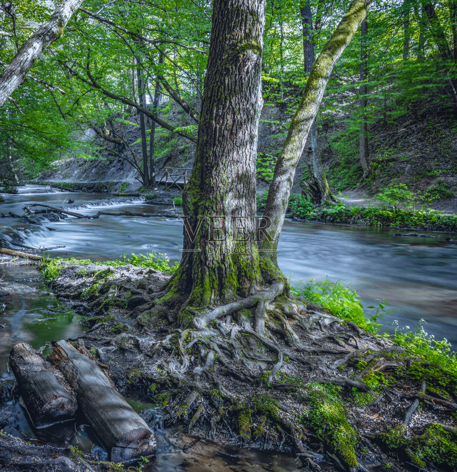 波兰Roztoczanski国家公园，索波特河，Nad Tanwia自然保护区照片摄影图片