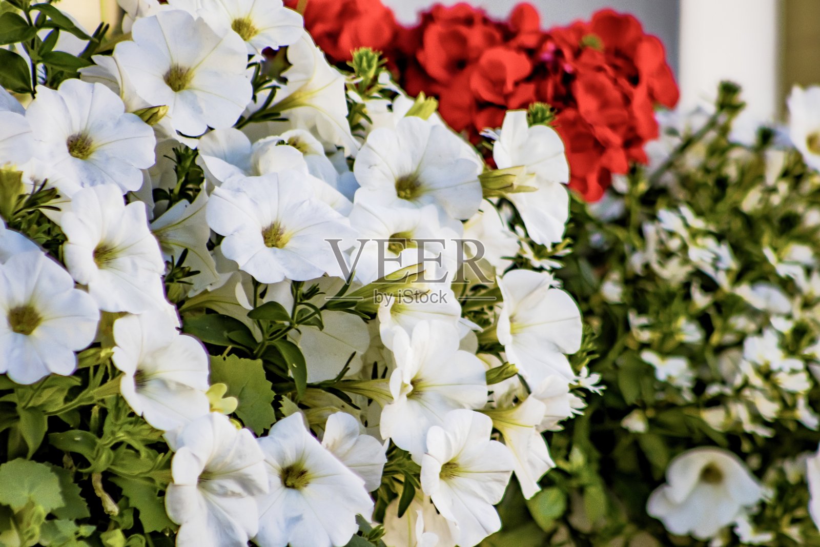 白色牵牛花靠近照片摄影图片