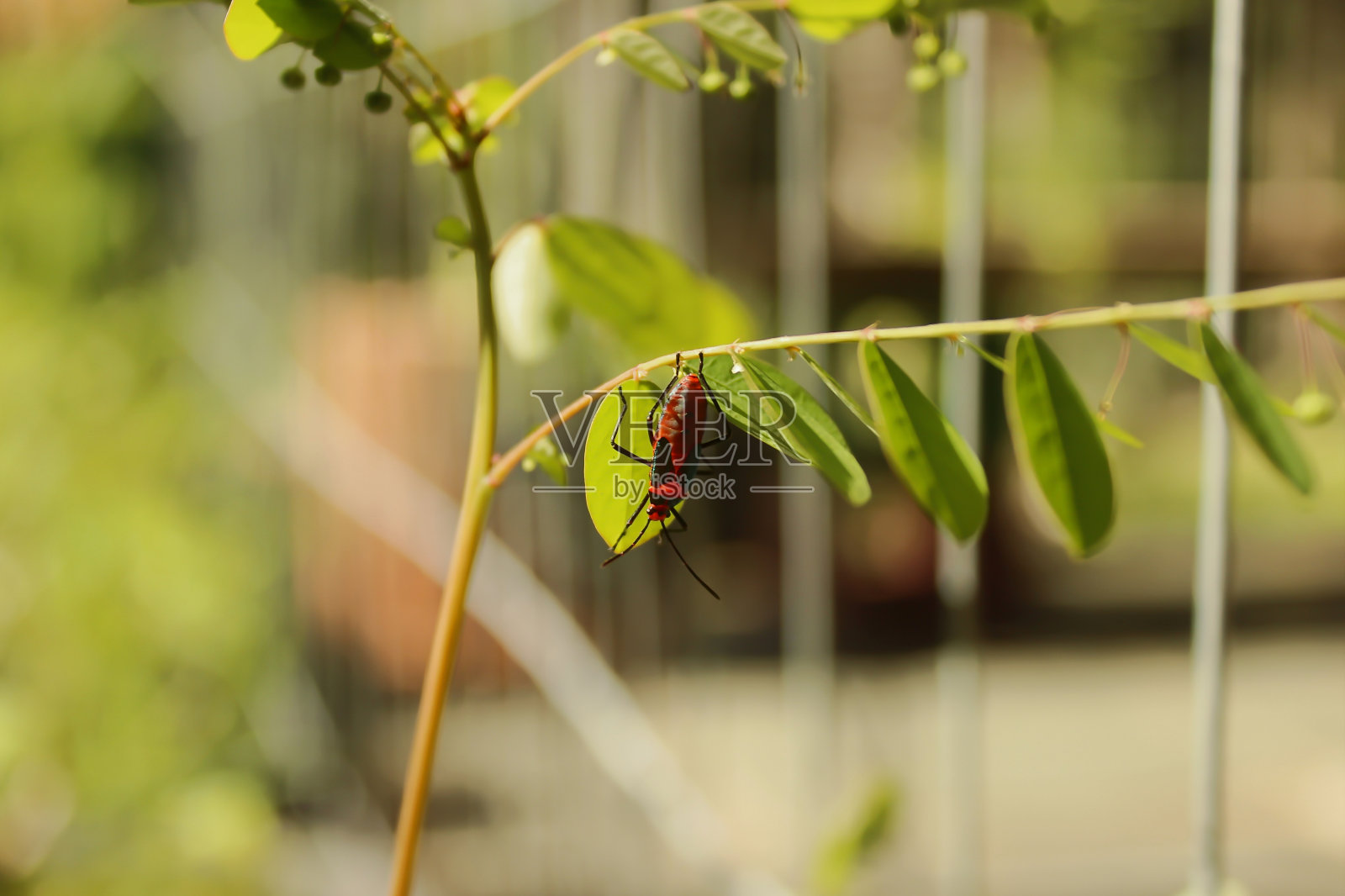 臭虫或棉花害虫，属于红霉属。照片摄影图片