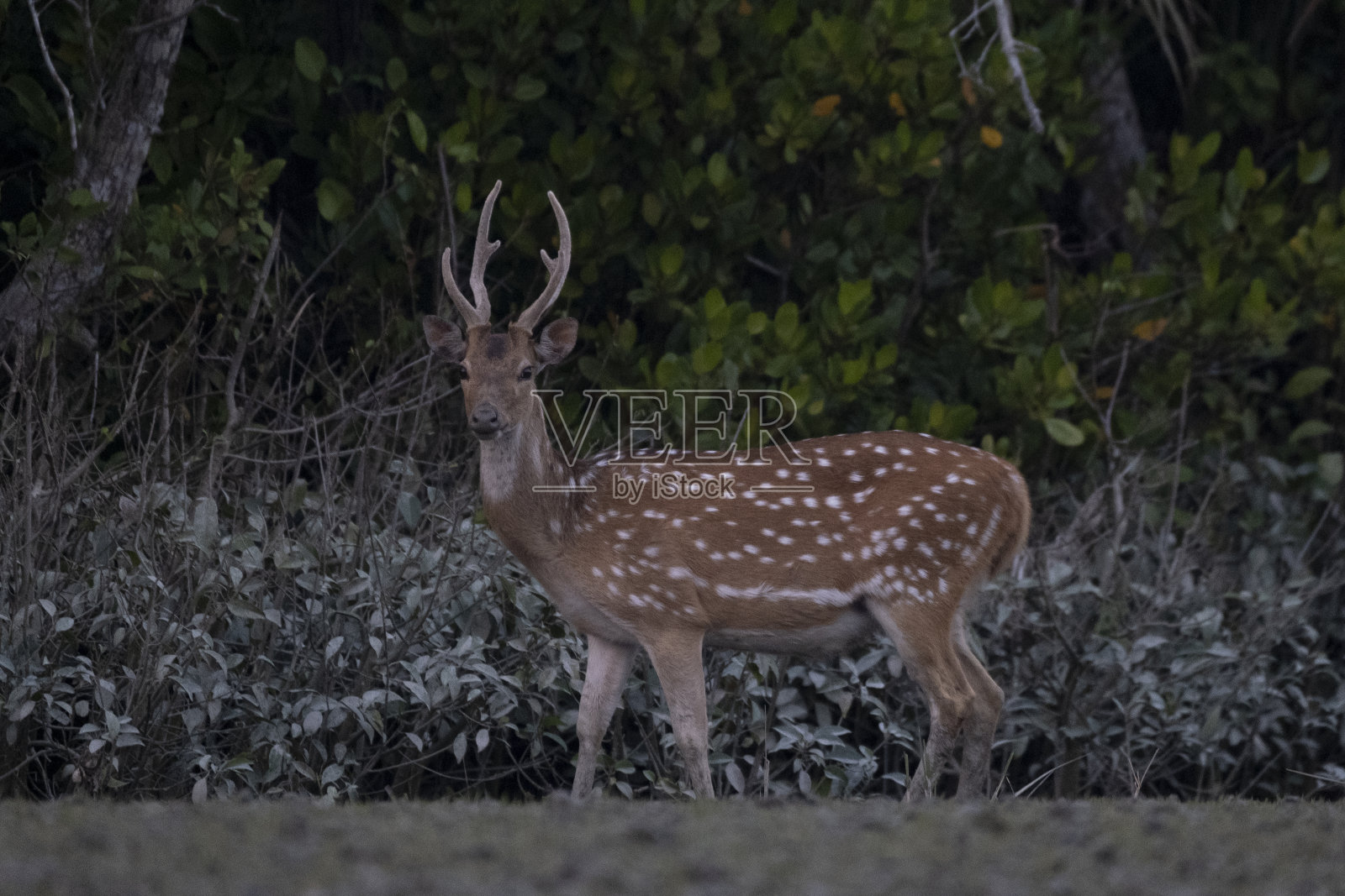 赤鹿或cheetal，也被称为斑点鹿，赤鹿和轴鹿，这张照片拍摄于孟加拉国孙德尔本斯国家公园。照片摄影图片