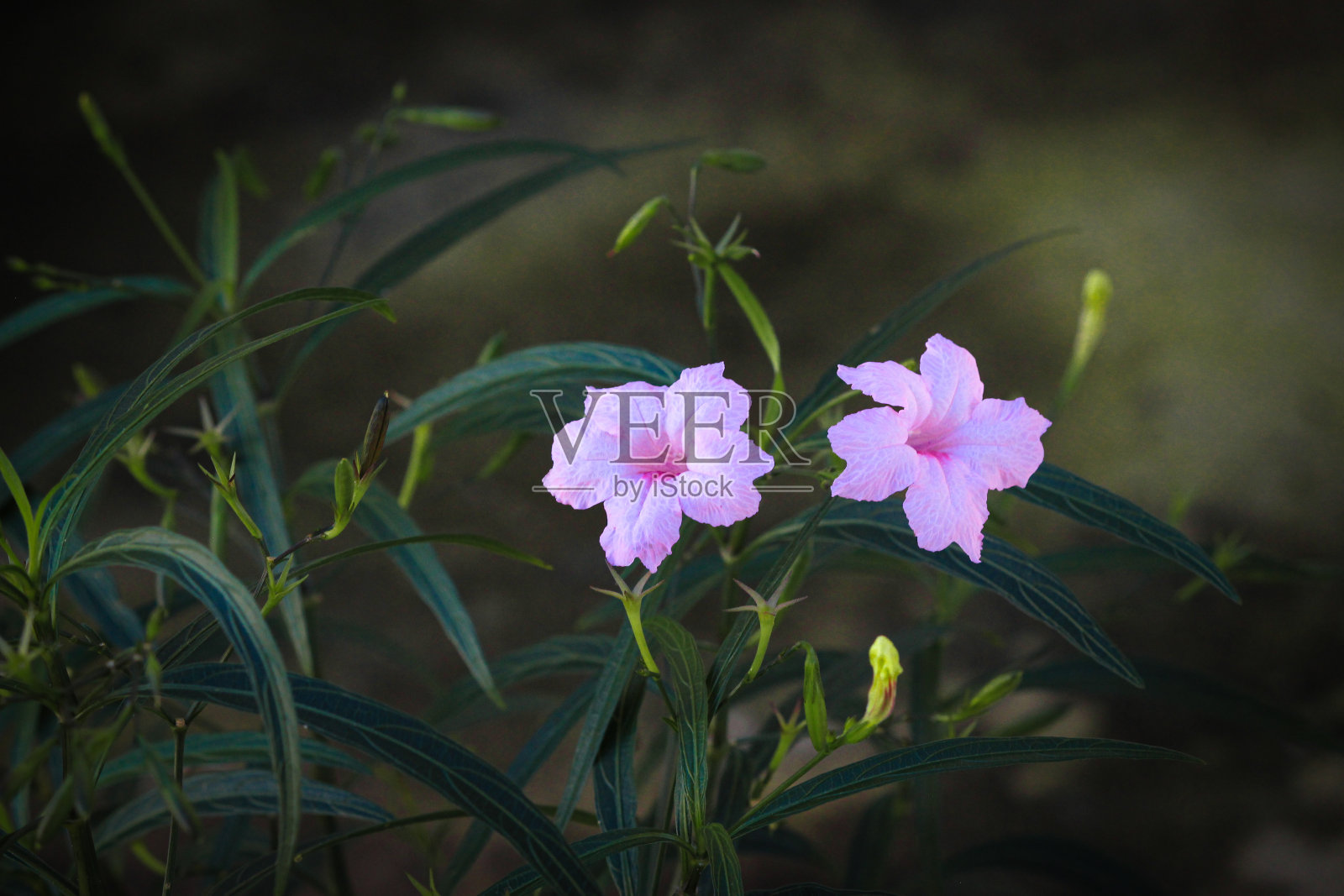 粉红色秋莲子照片摄影图片