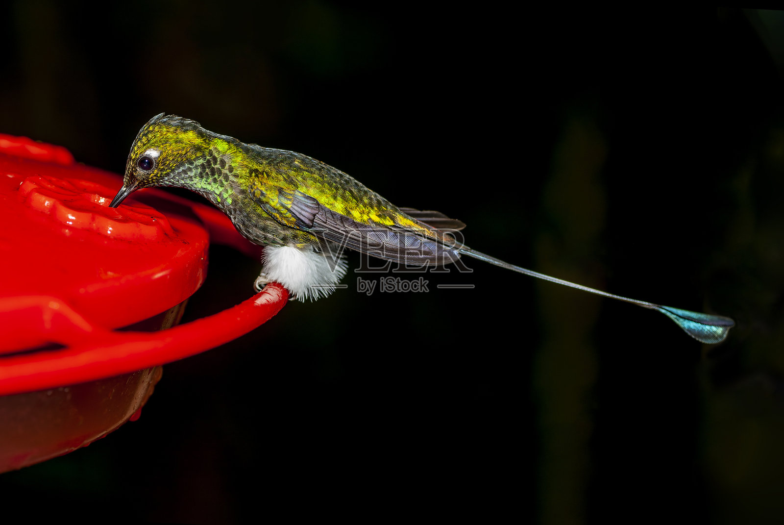 厄瓜多尔的白靴拍尾(黑足拍尾)。照片摄影图片