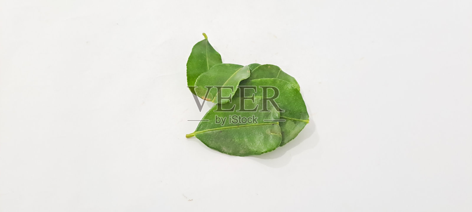 白背景上孤立的青柠叶照片摄影图片
