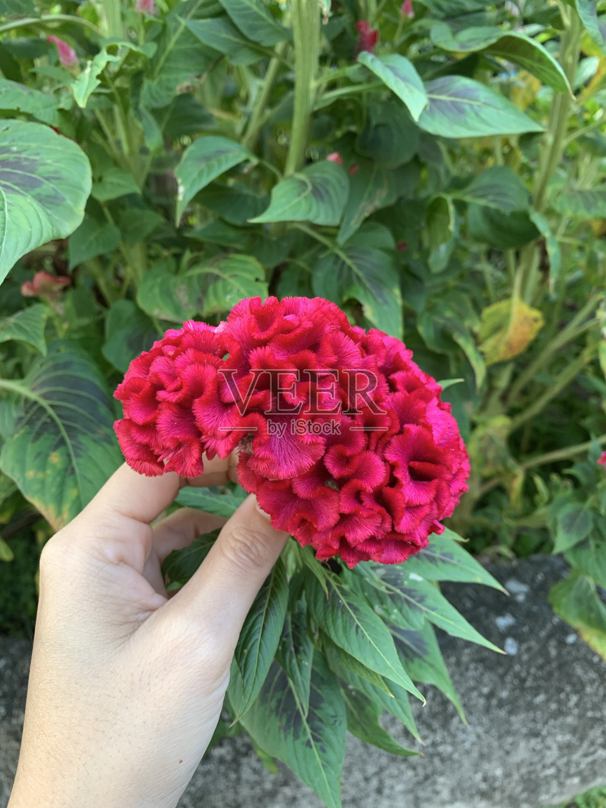 红色的花照片摄影图片