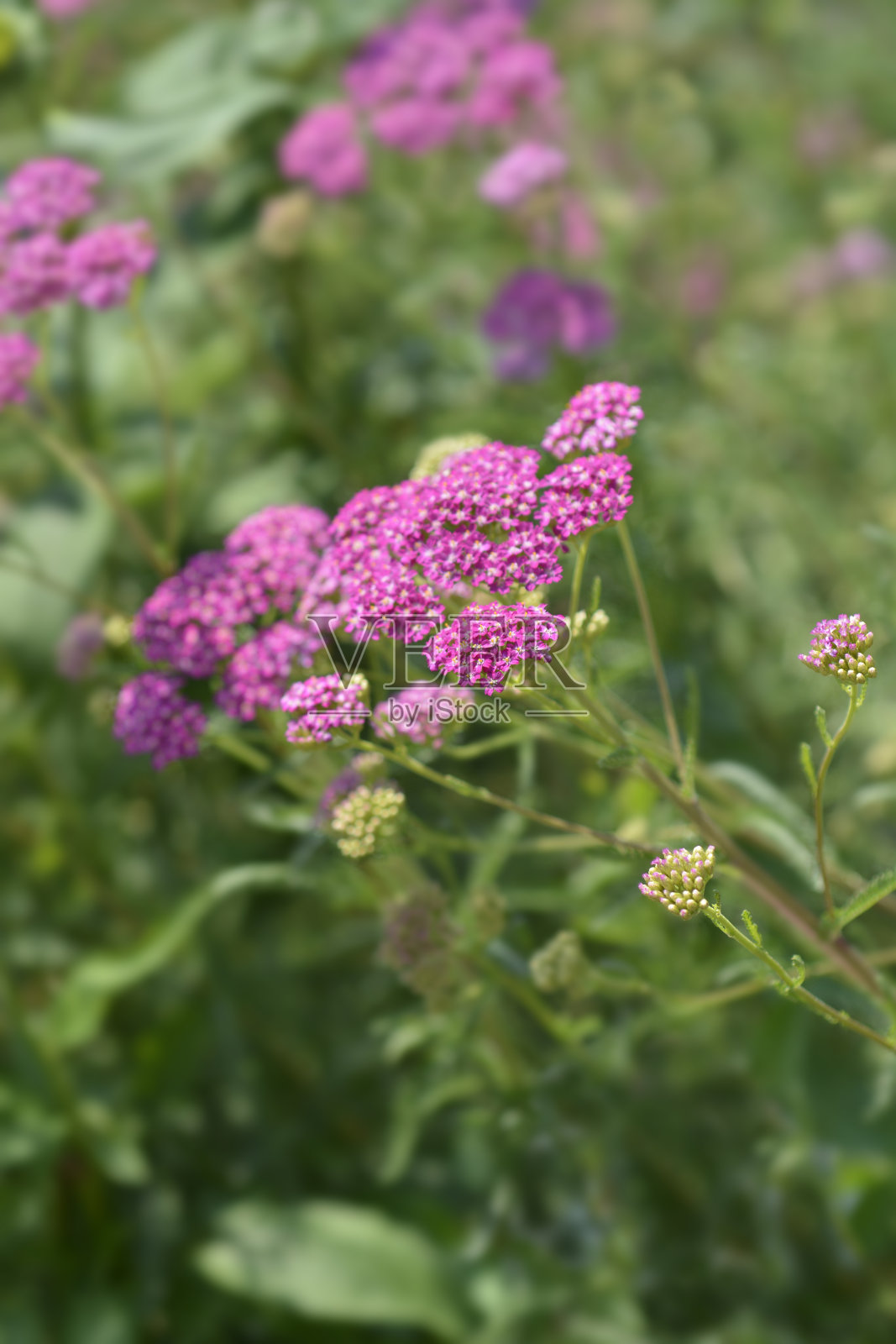 粉红美人蓍草照片摄影图片