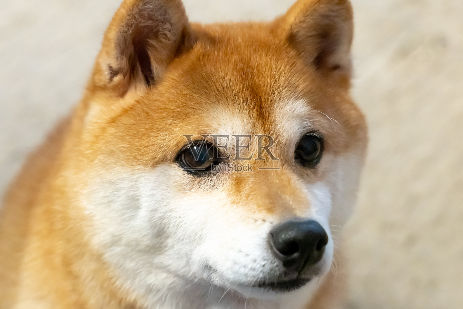 Mame-Shibainu照片摄影图片