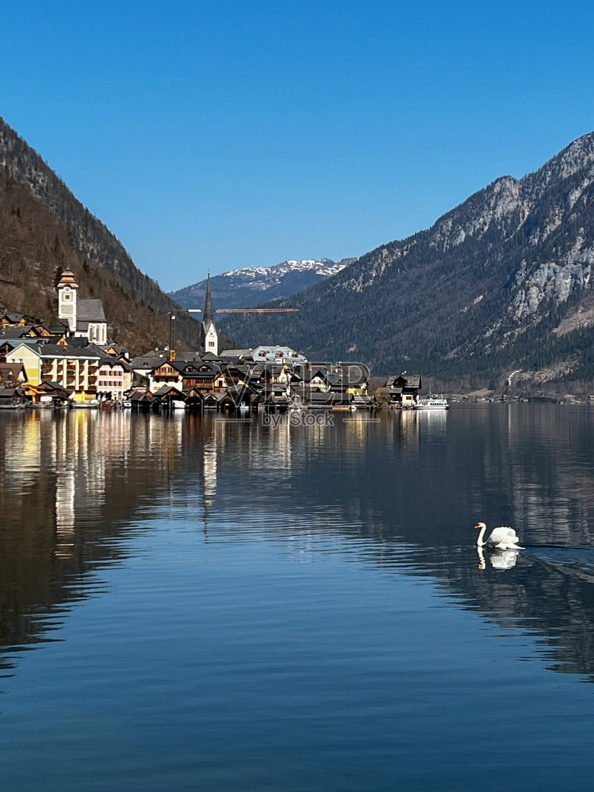 哈尔斯塔特湖和天鹅照片摄影图片