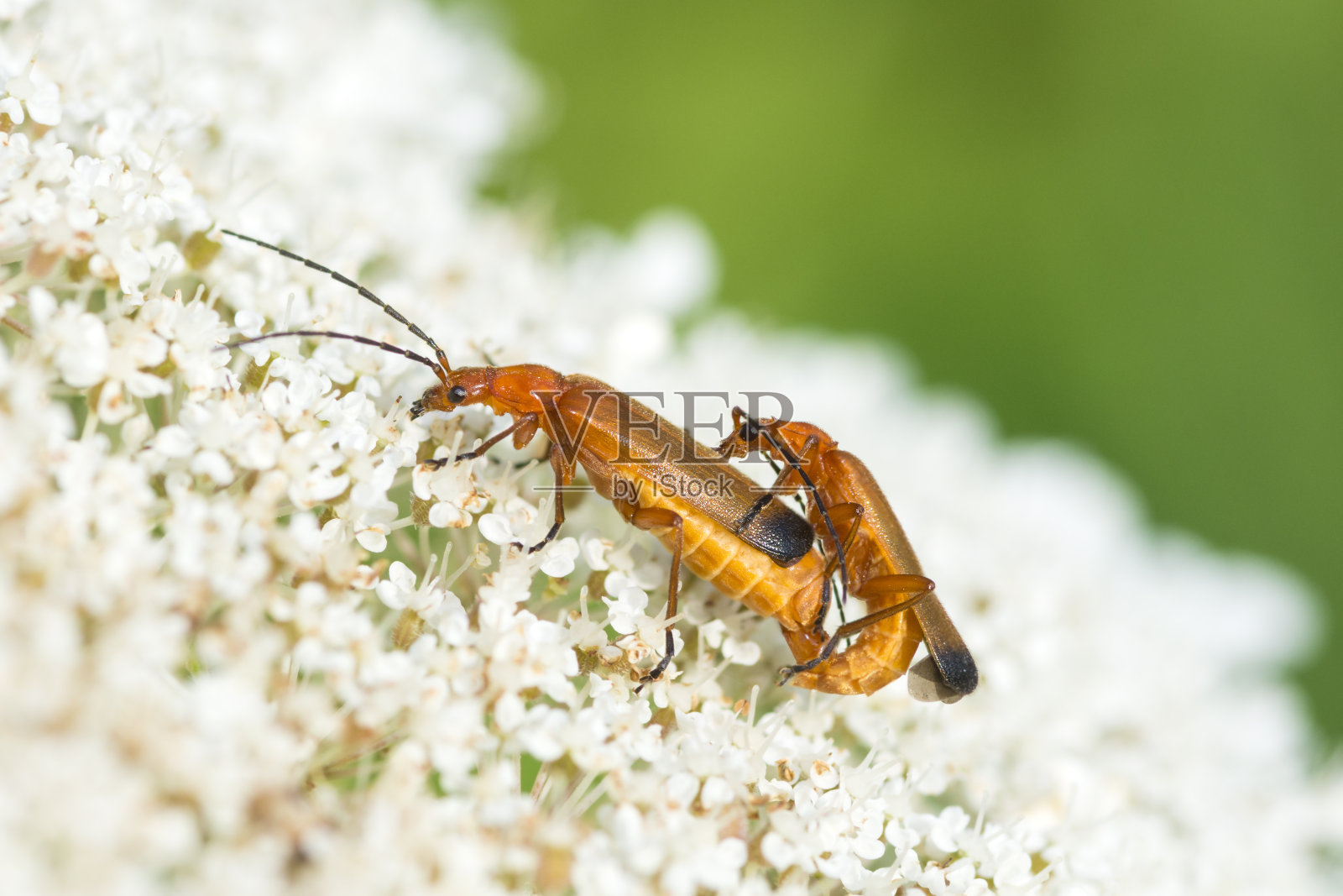 普通红甲虫在野生胡萝卜上交配照片摄影图片