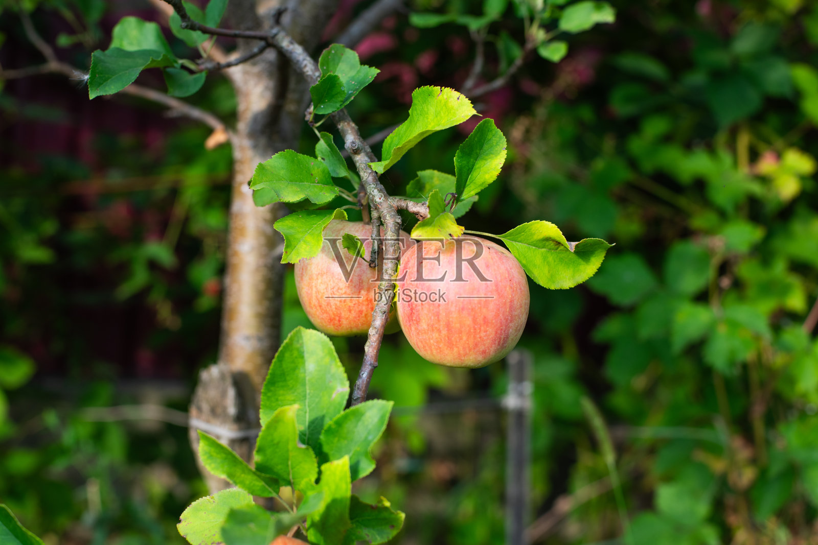树上的红苹果特写照片摄影图片