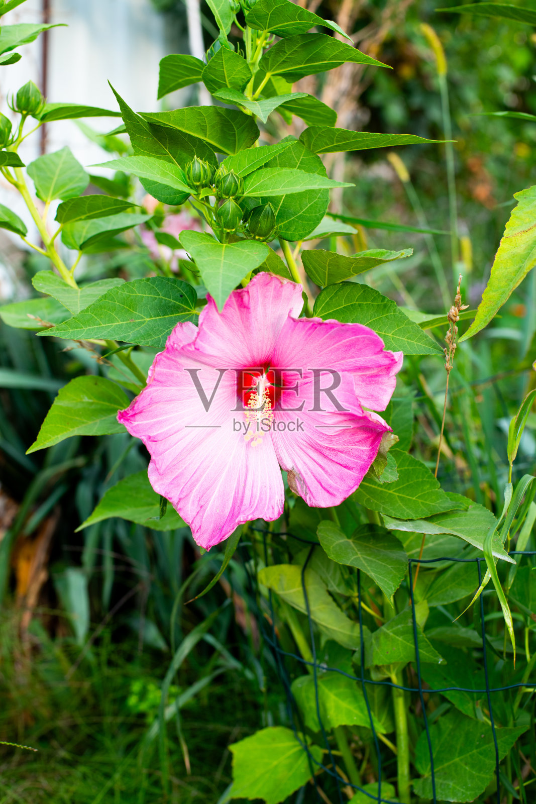 美丽的粉红色花玫瑰锦葵或Lavatera trimestris。照片摄影图片