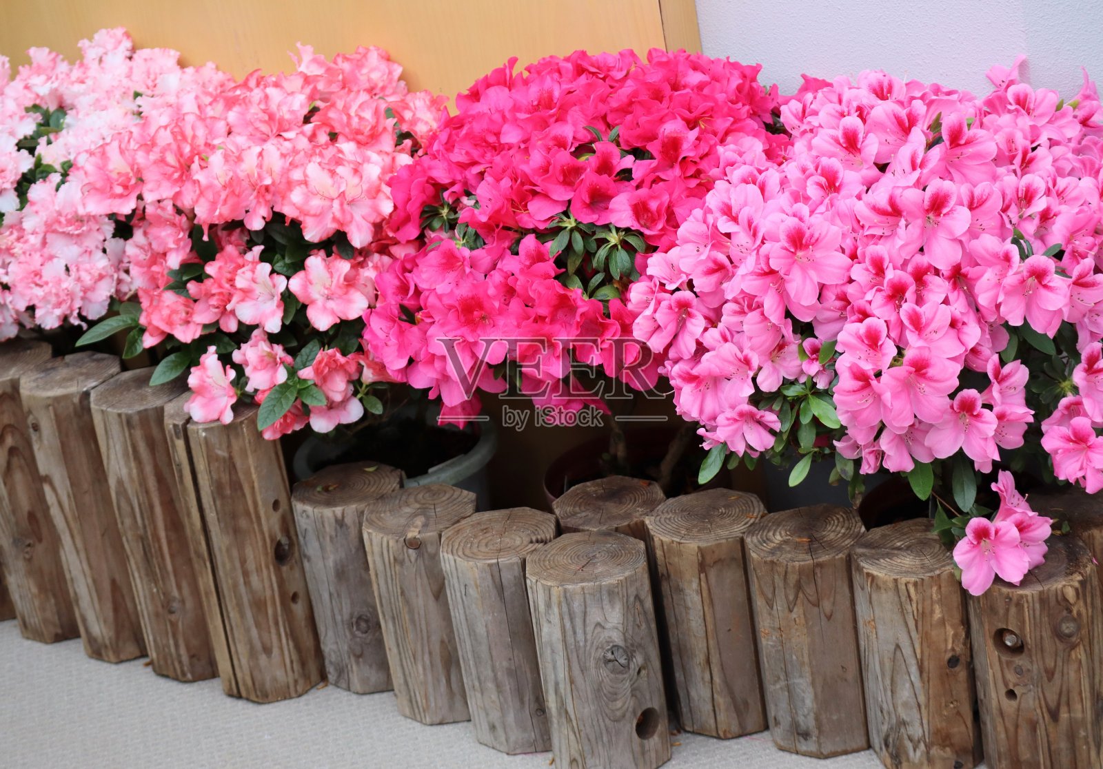 美丽的杜鹃花特写照片摄影图片