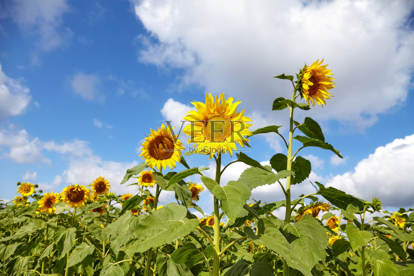 阳光明媚的日子里，向日葵对着天空，选择性聚焦。照片摄影图片