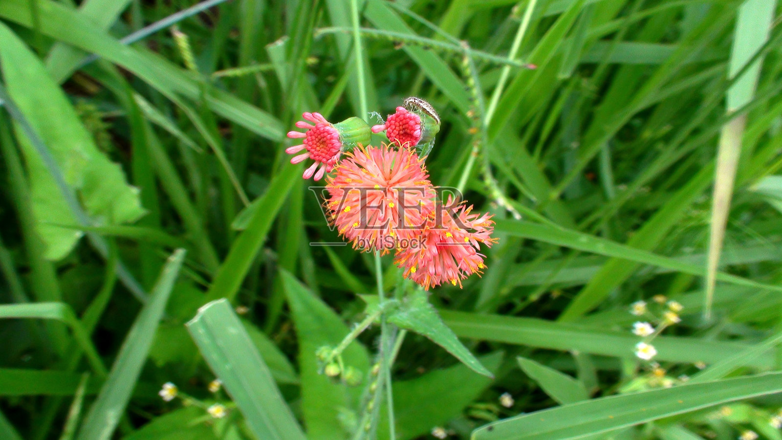 植物花学生刷- Emilia fosbergii照片摄影图片