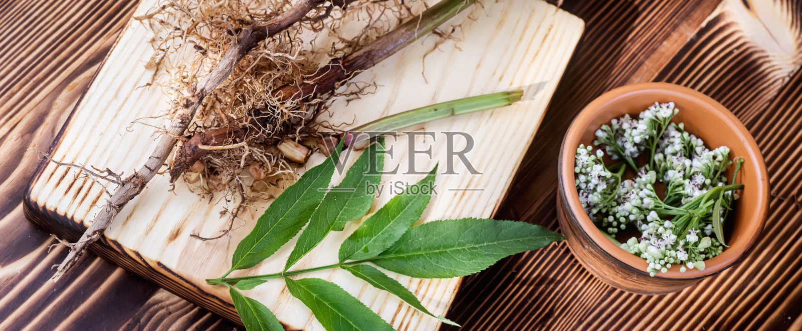 缬草的根、叶和花特写。收集和收获用于传统和替代药物的植物部分，作为镇静剂和镇静剂。有选择性的重点。照片摄影图片