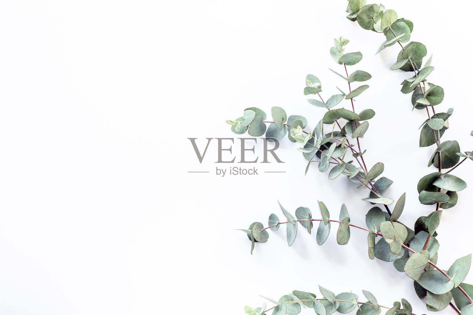 桉树分支在白色背景与复制空间。俯视图，平铺照片摄影图片