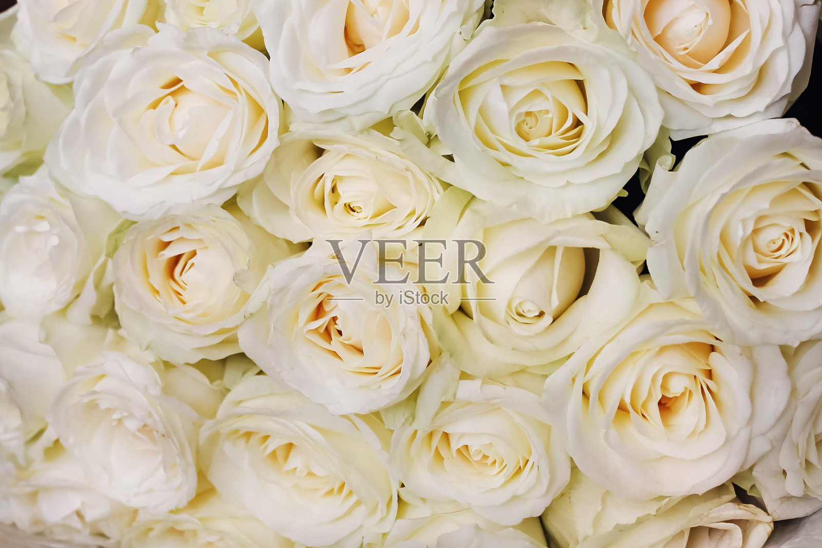 赠送白花照片摄影图片