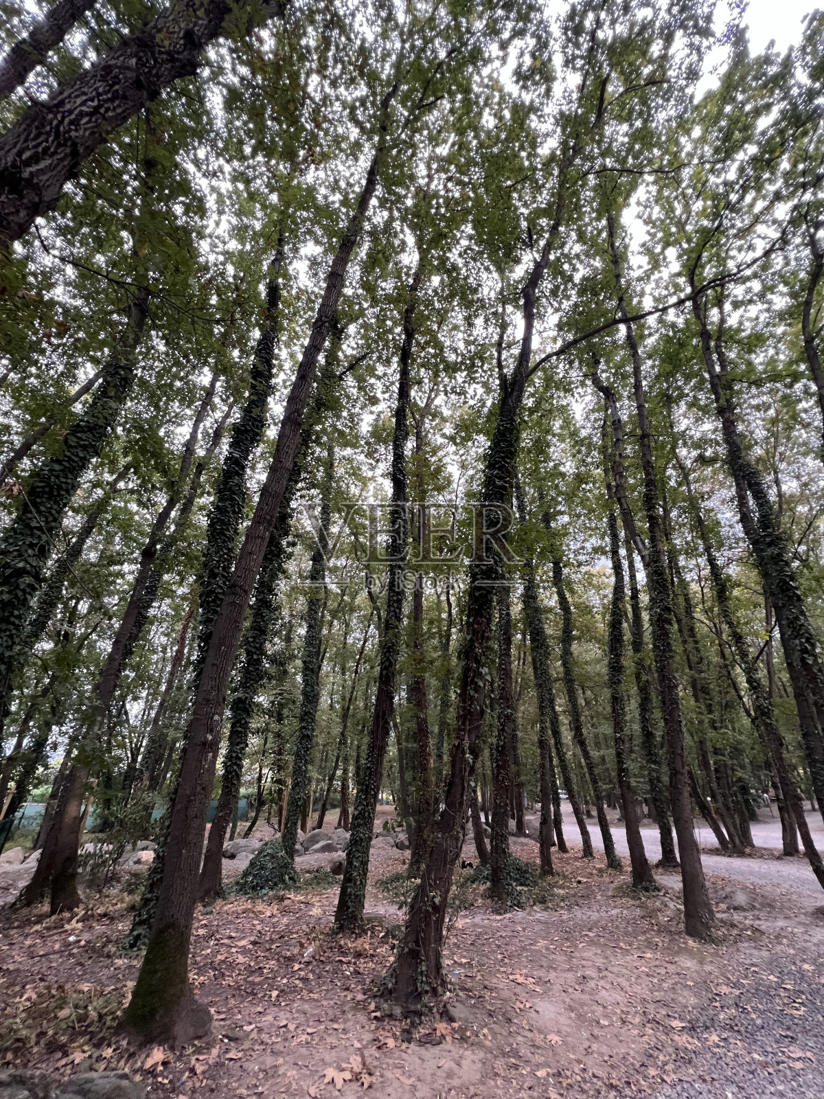 森林自然照片摄影图片