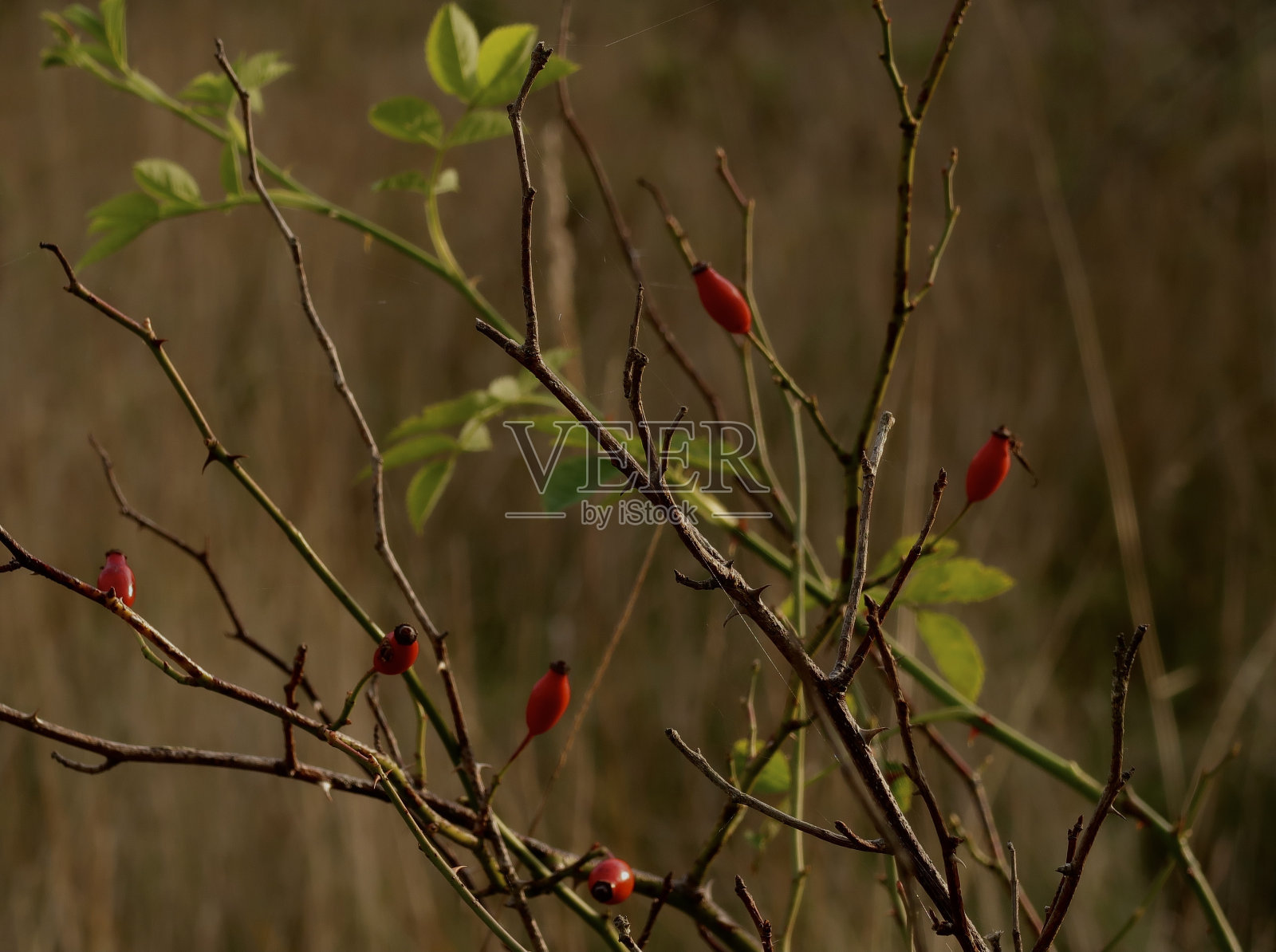 夕阳下美丽的秋日玫瑰。照片摄影图片