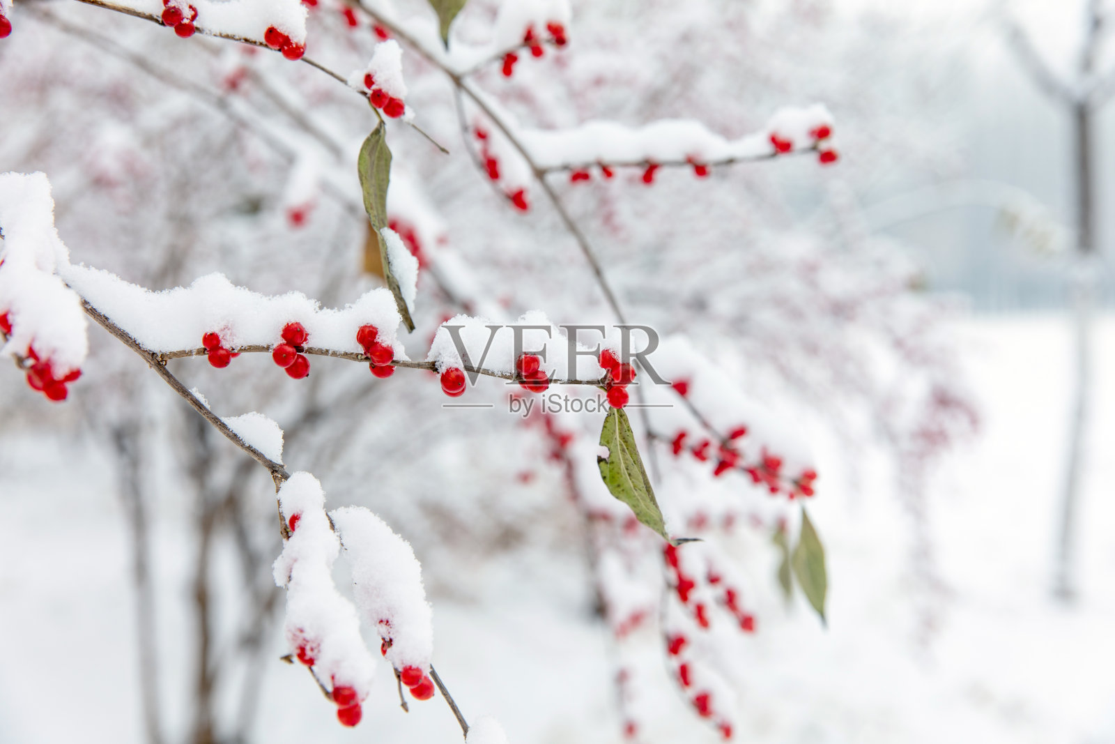 冬青轮番下雪后，红色的果实上覆盖着白色的雪花照片摄影图片