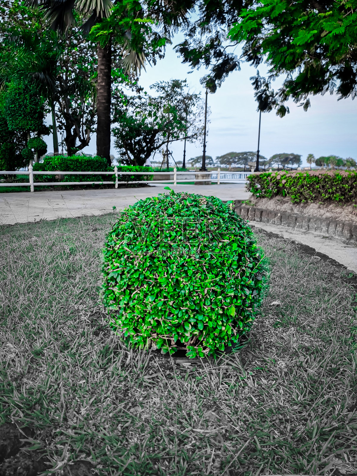 修剪灌木丛照片摄影图片