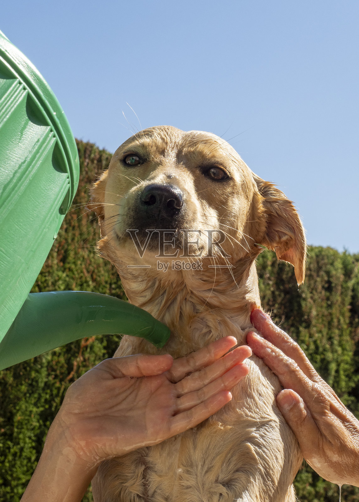拉布拉多狗在浴室里照片摄影图片