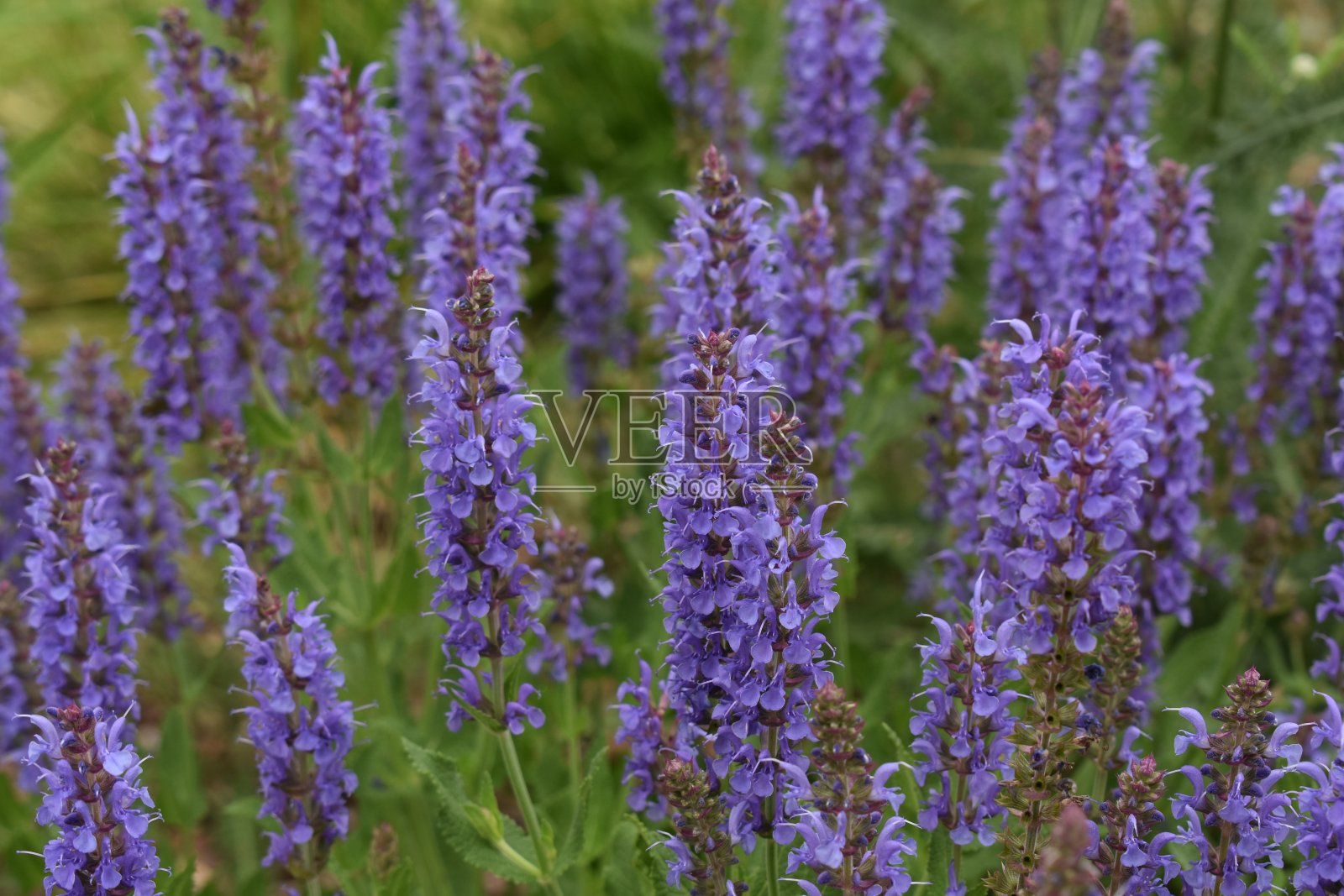 Lawenda照片摄影图片