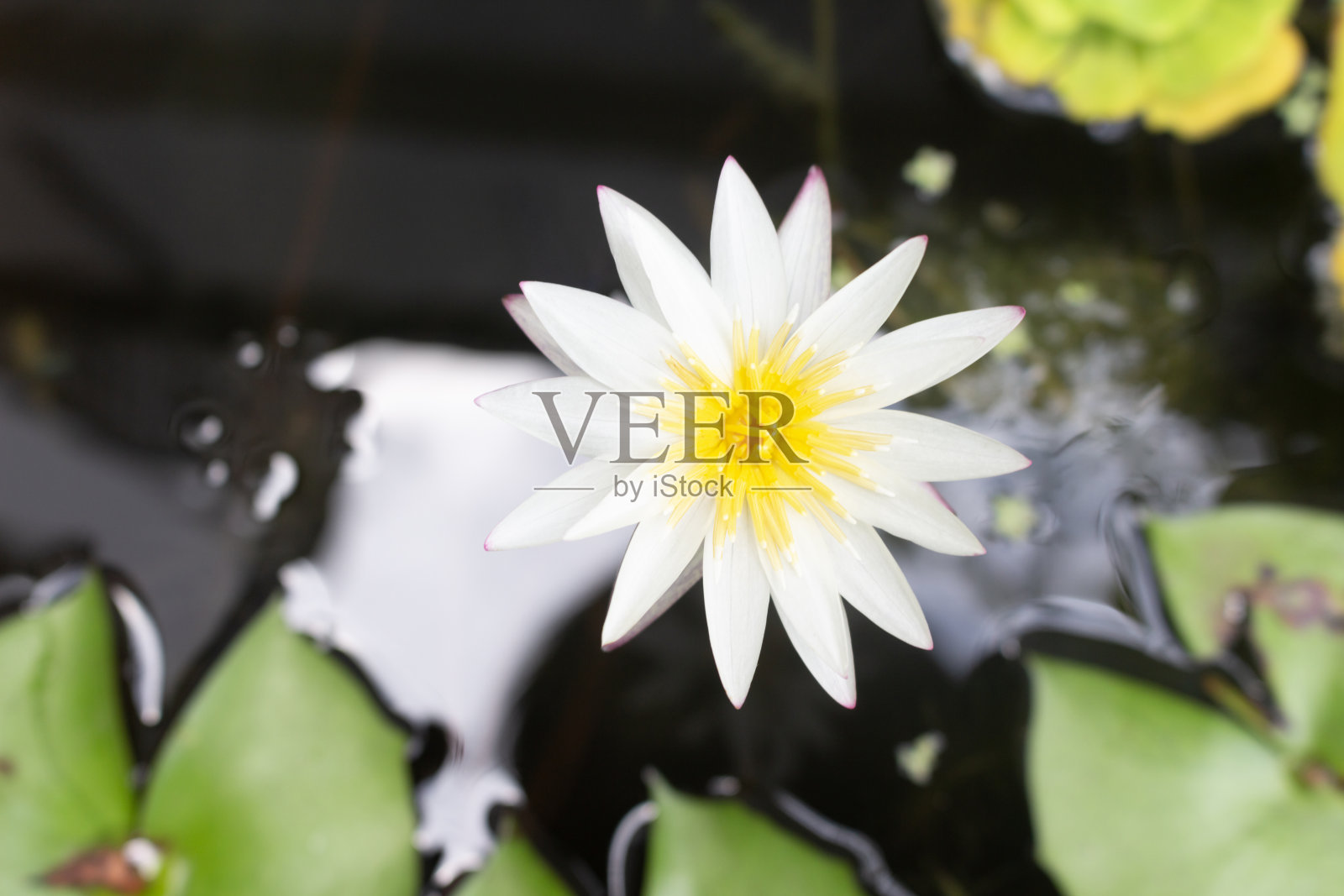 白莲花照片摄影图片