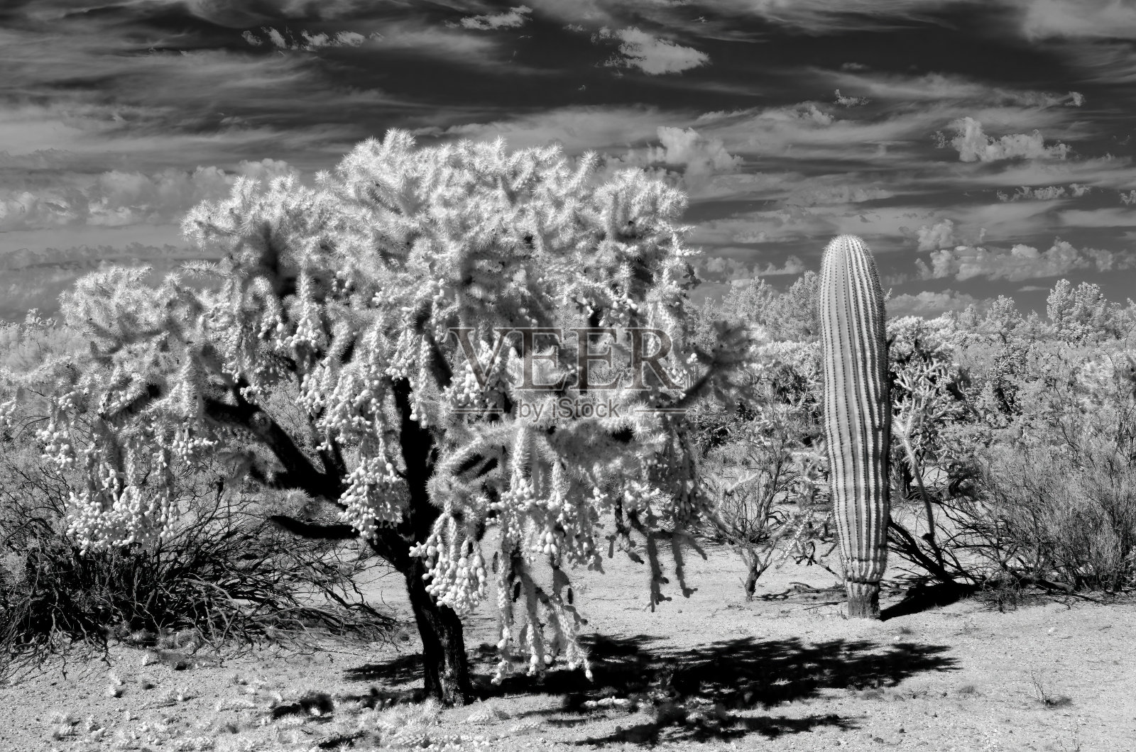 秋拉仙人掌红外线，索诺拉沙漠，仲夏照片摄影图片