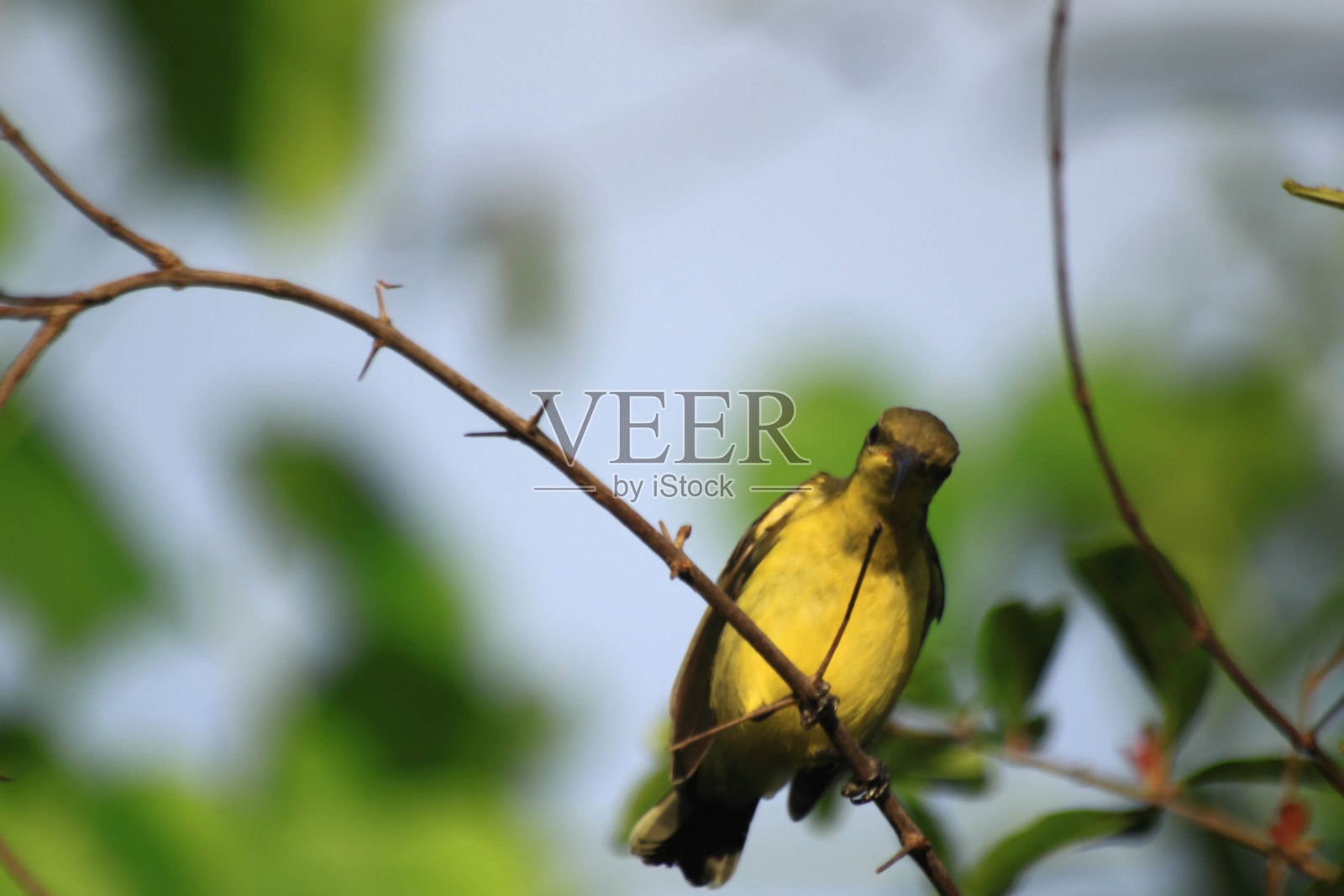 橄榄背太阳鸟-上半身橄榄绿。下半身呈明黄色，嘴长而弯曲。雄性从脖子到胸部呈蓝黑色。照片摄影图片